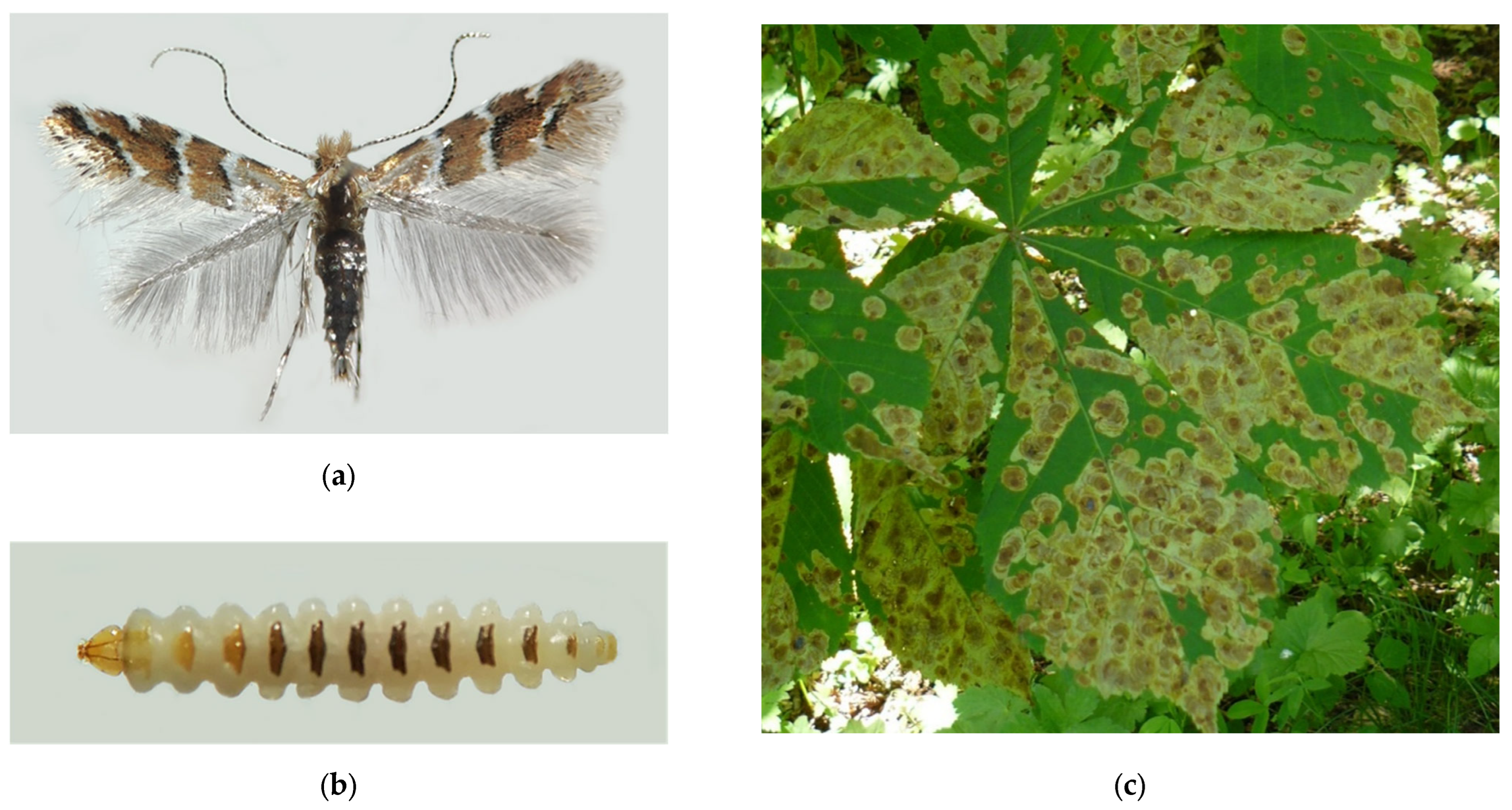 Forests 13 00521 g012a