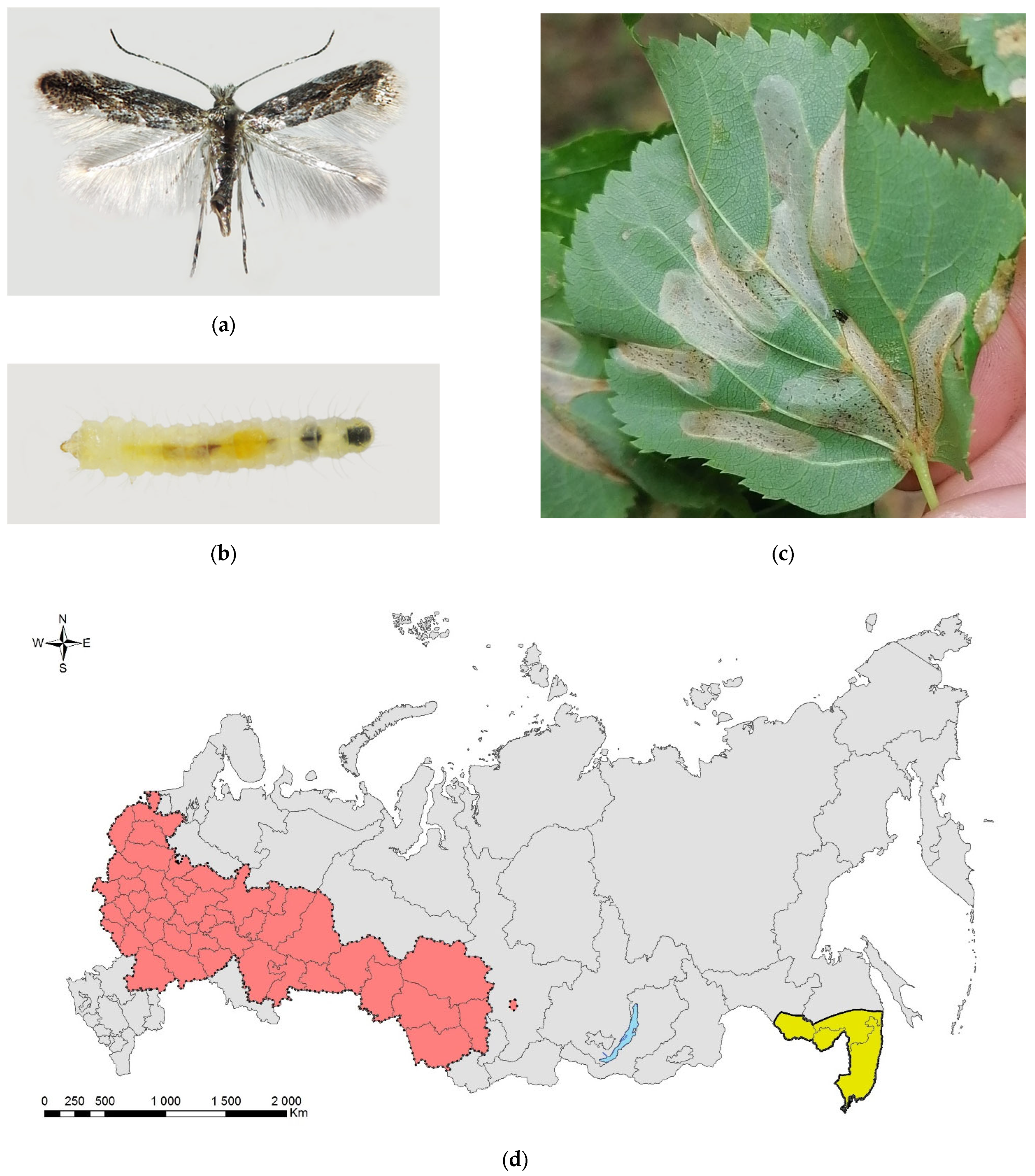 Forests 13 00521 g013