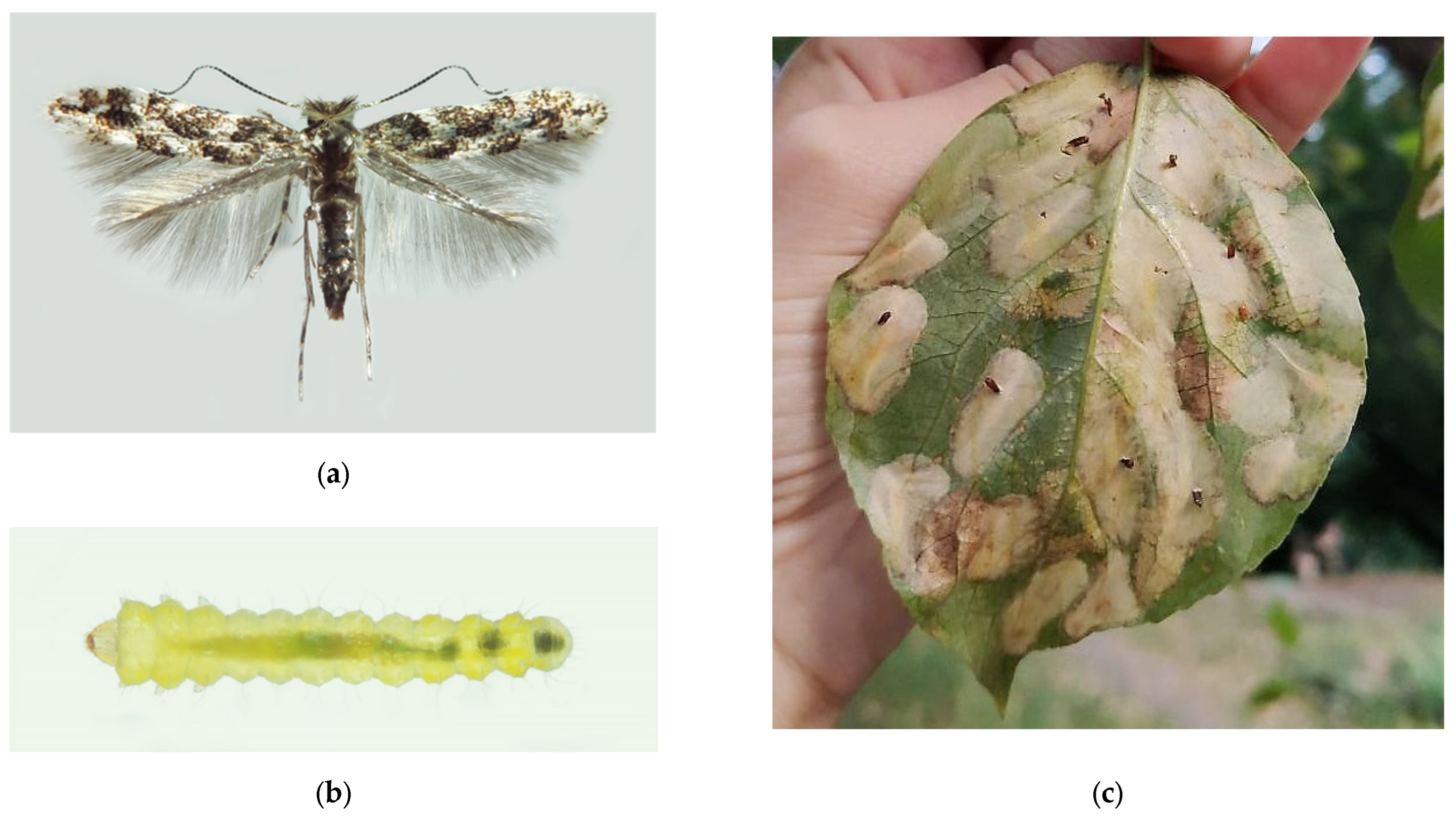 Forests 13 00521 g014a