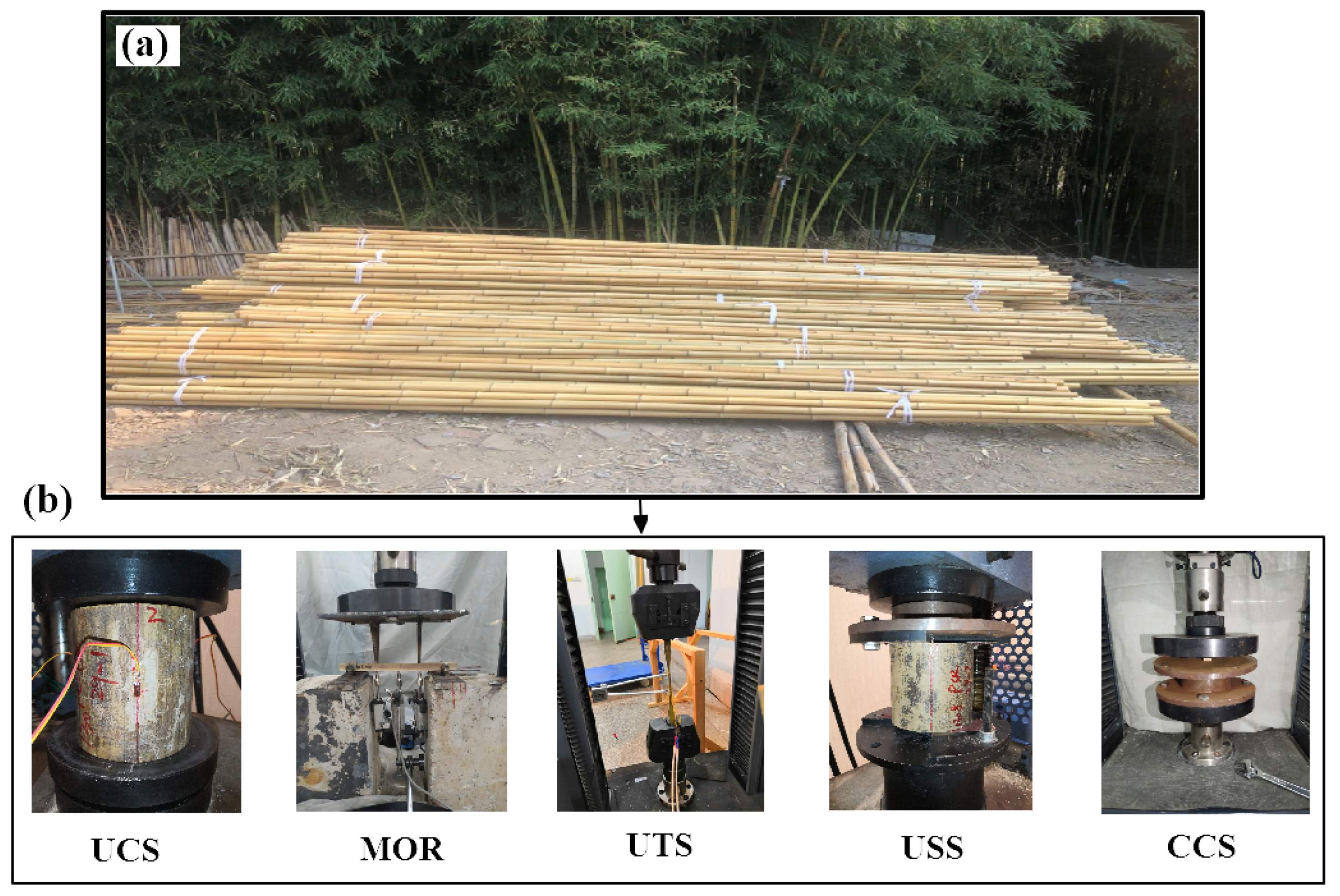 Forests 13 00526 g001