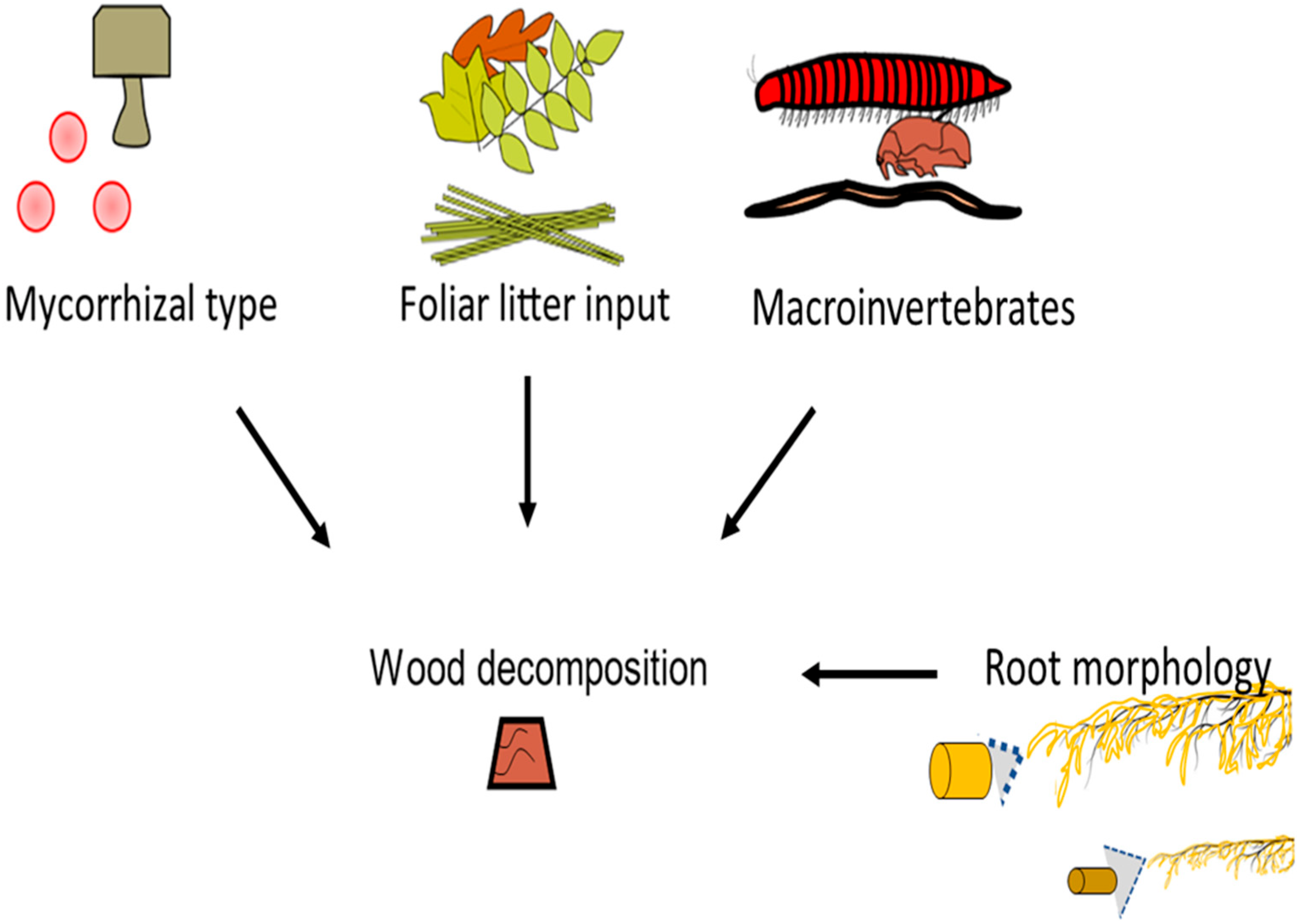 Forests 13 00536 g001