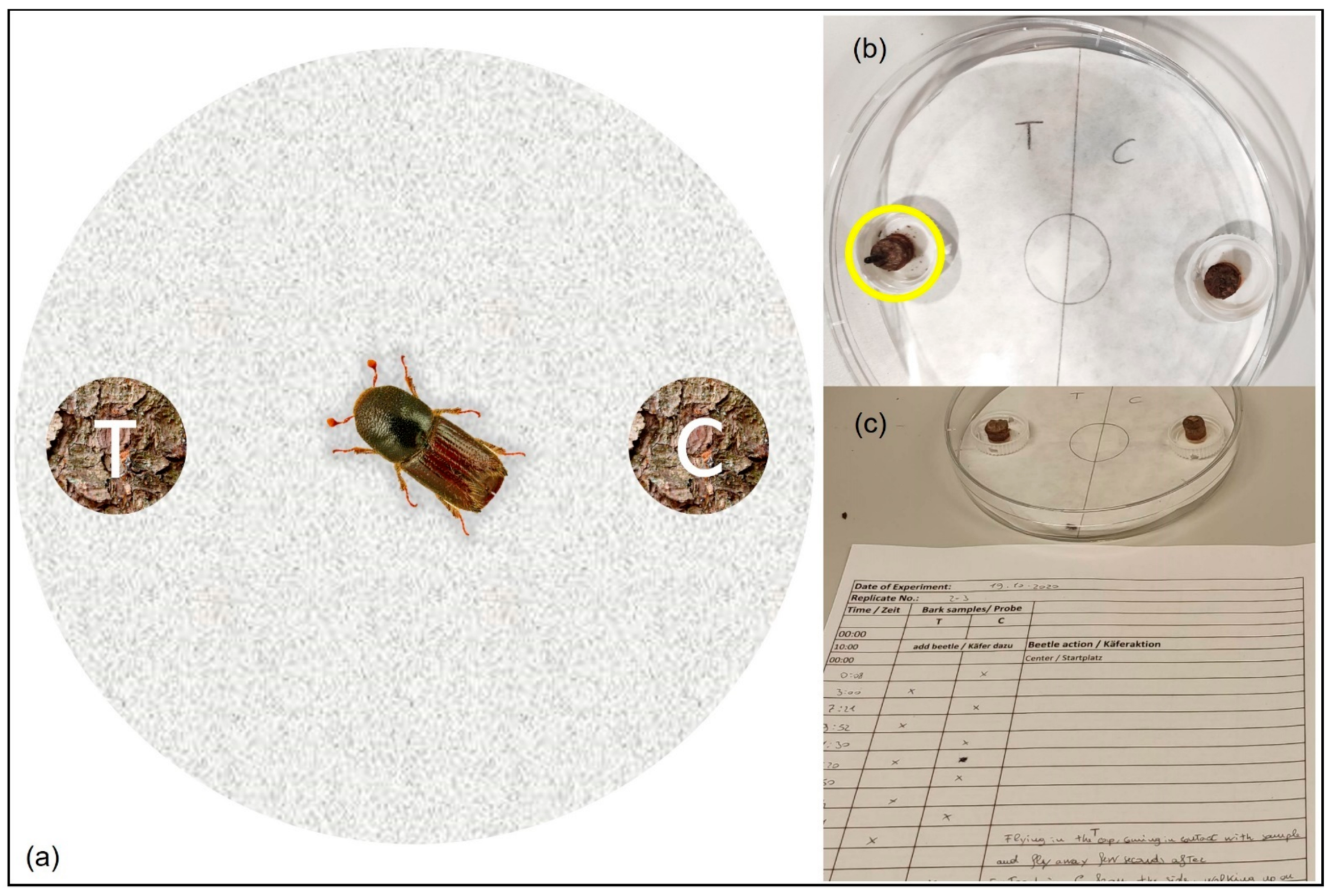 Forests 13 00537 g002