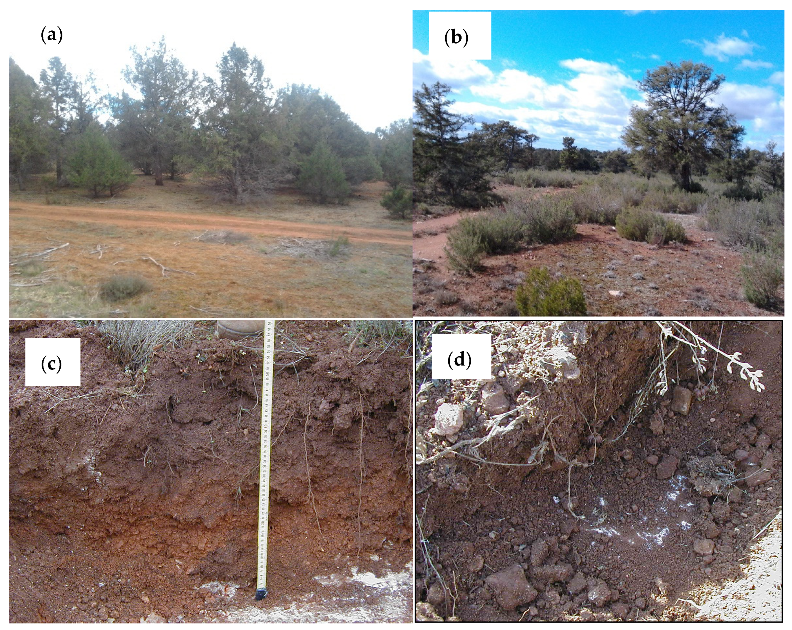 Forests 13 00538 g002