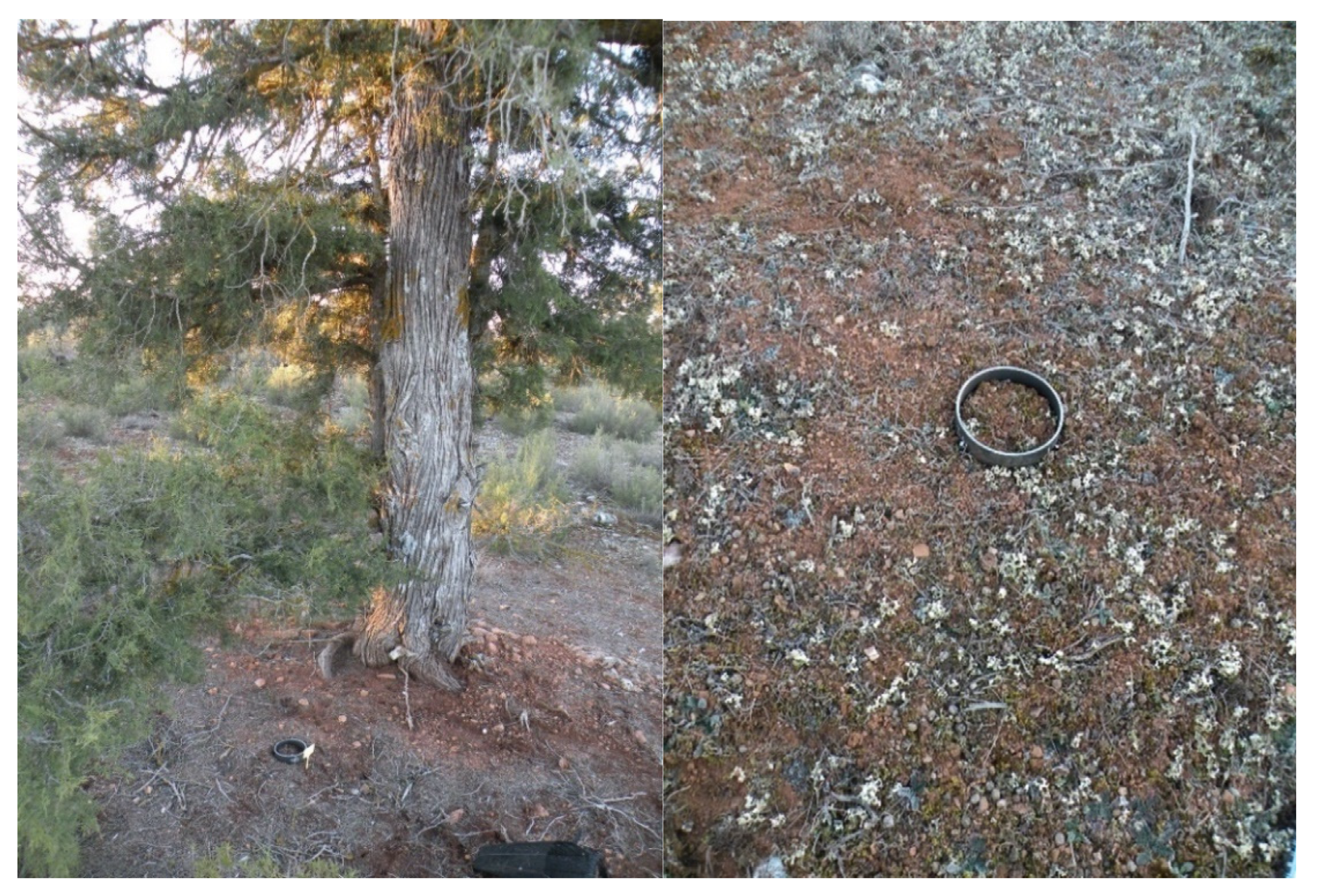 Forests 13 00538 g003