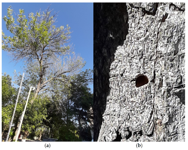 Forests 13 00541 g001