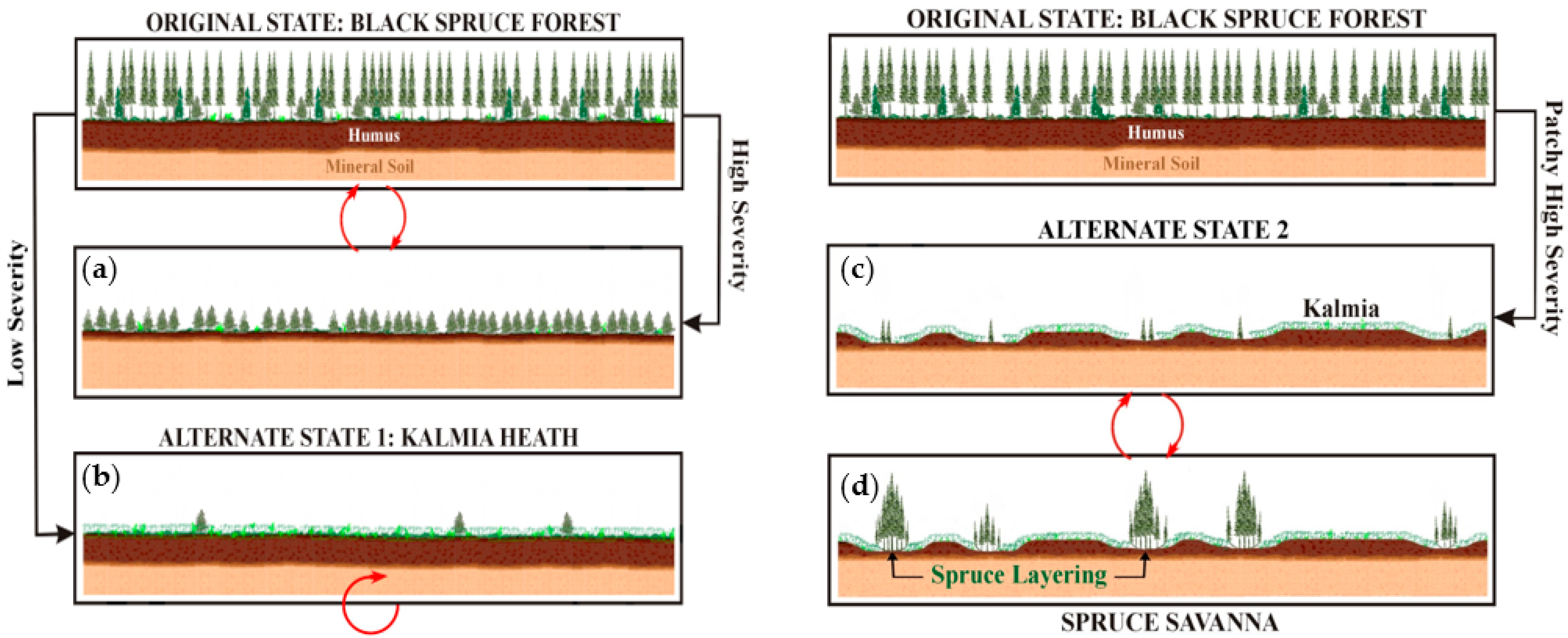 Forests 13 00570 g001 Forests 13 00570 g001
