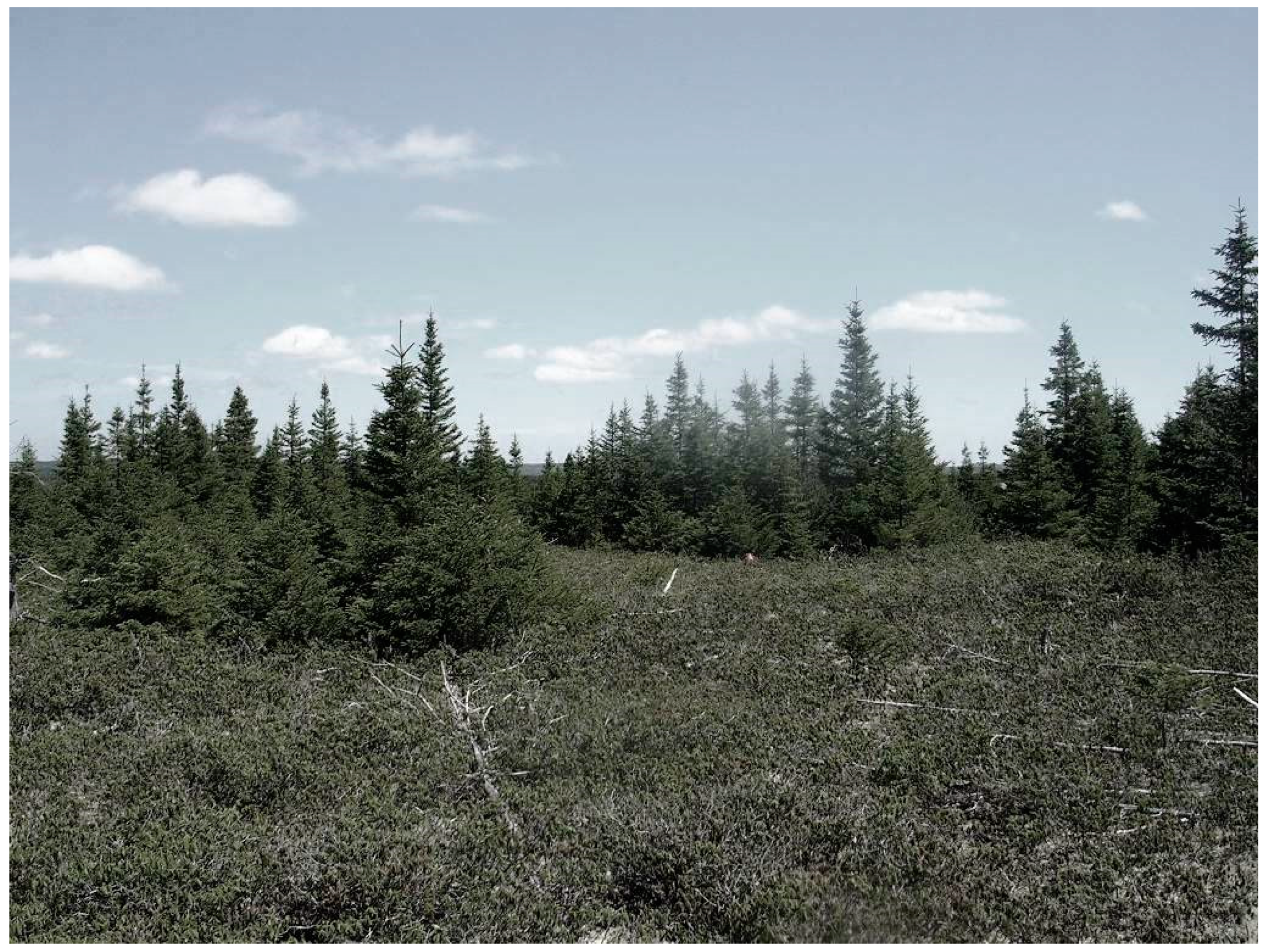 Forests 13 00570 g002 Forests 13 00570 g002