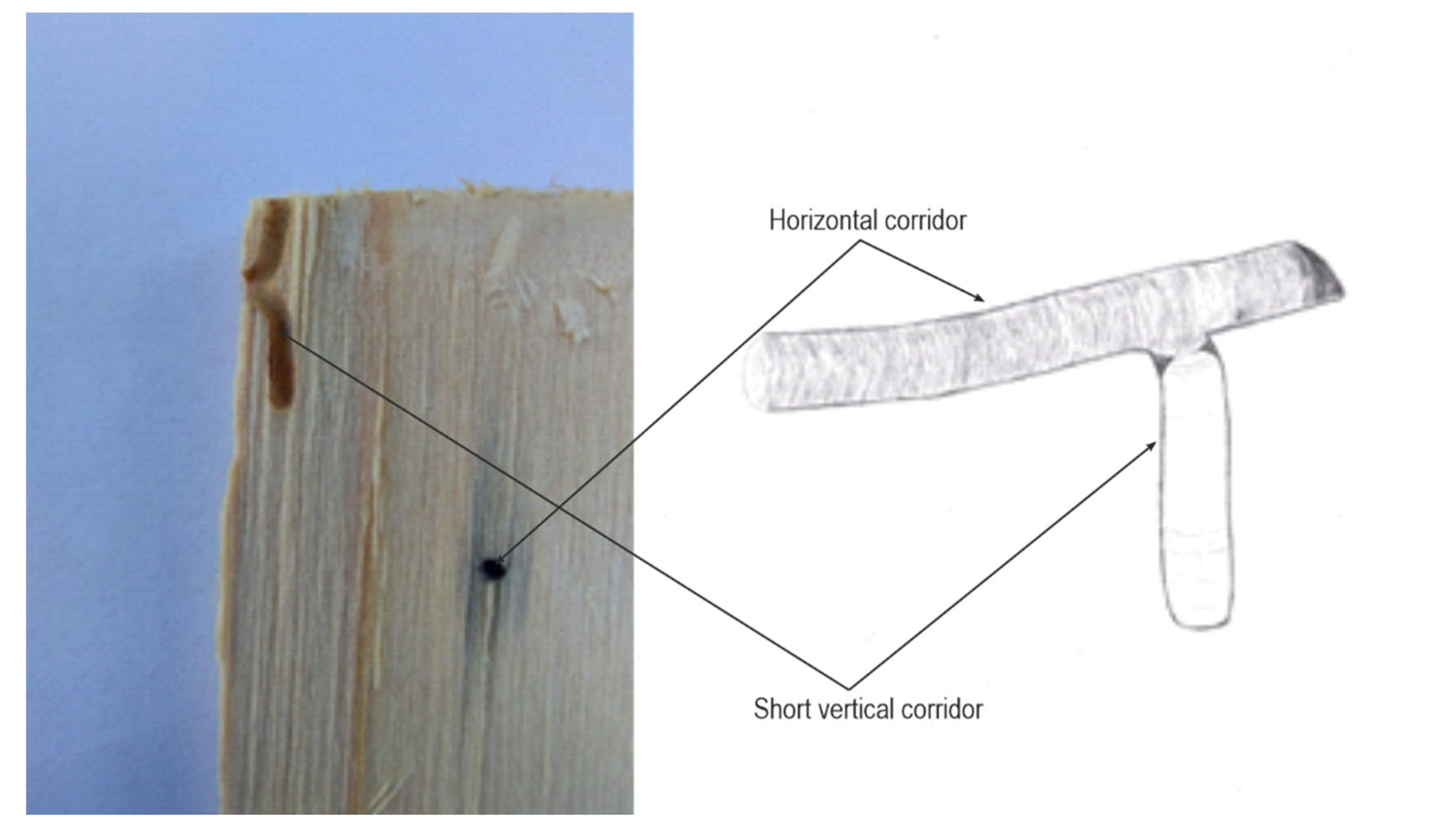 Forests 13 00580 g004