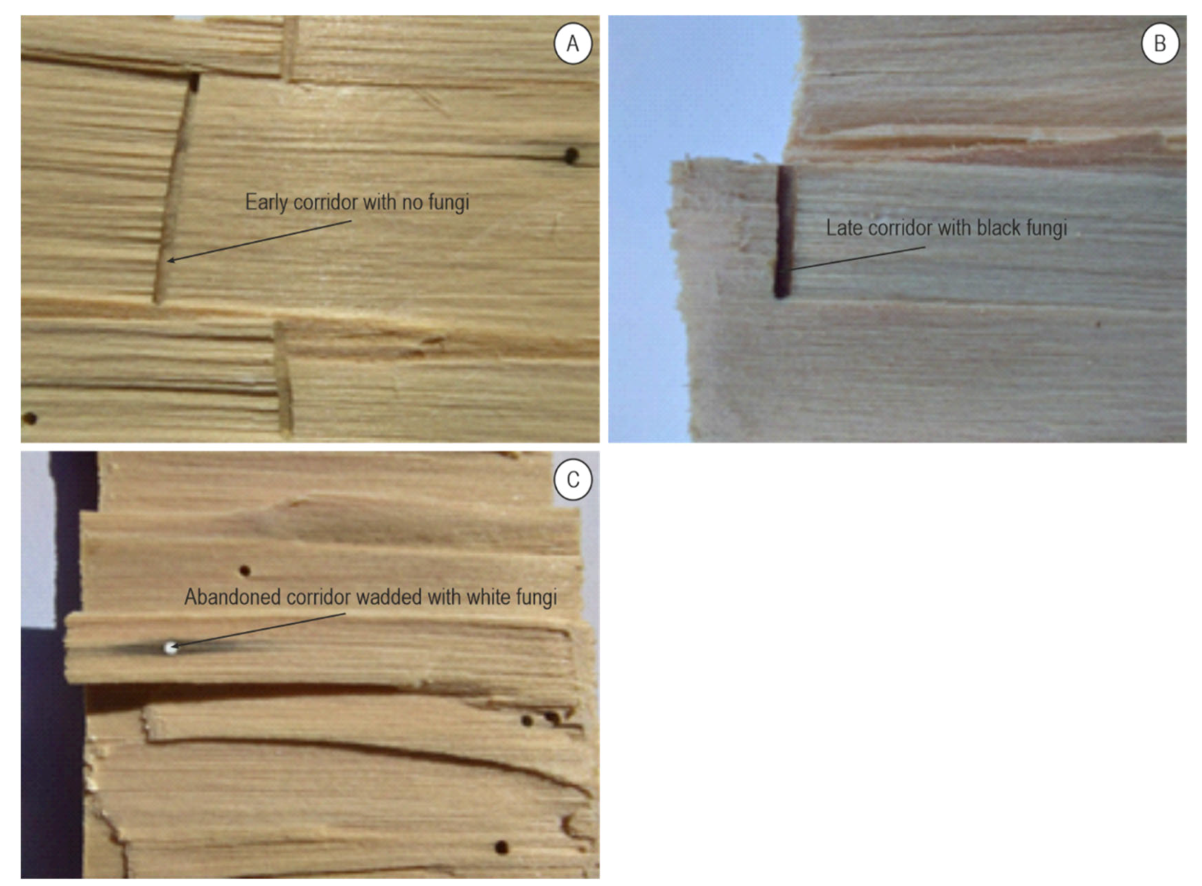 Forests 13 00580 g005