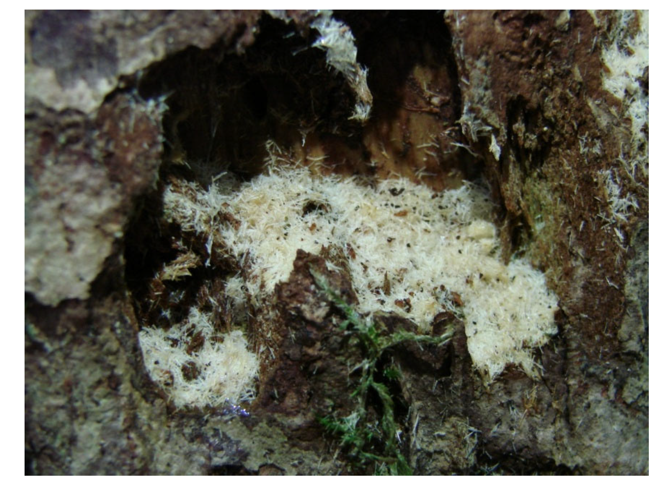 Forests 13 00580 g006