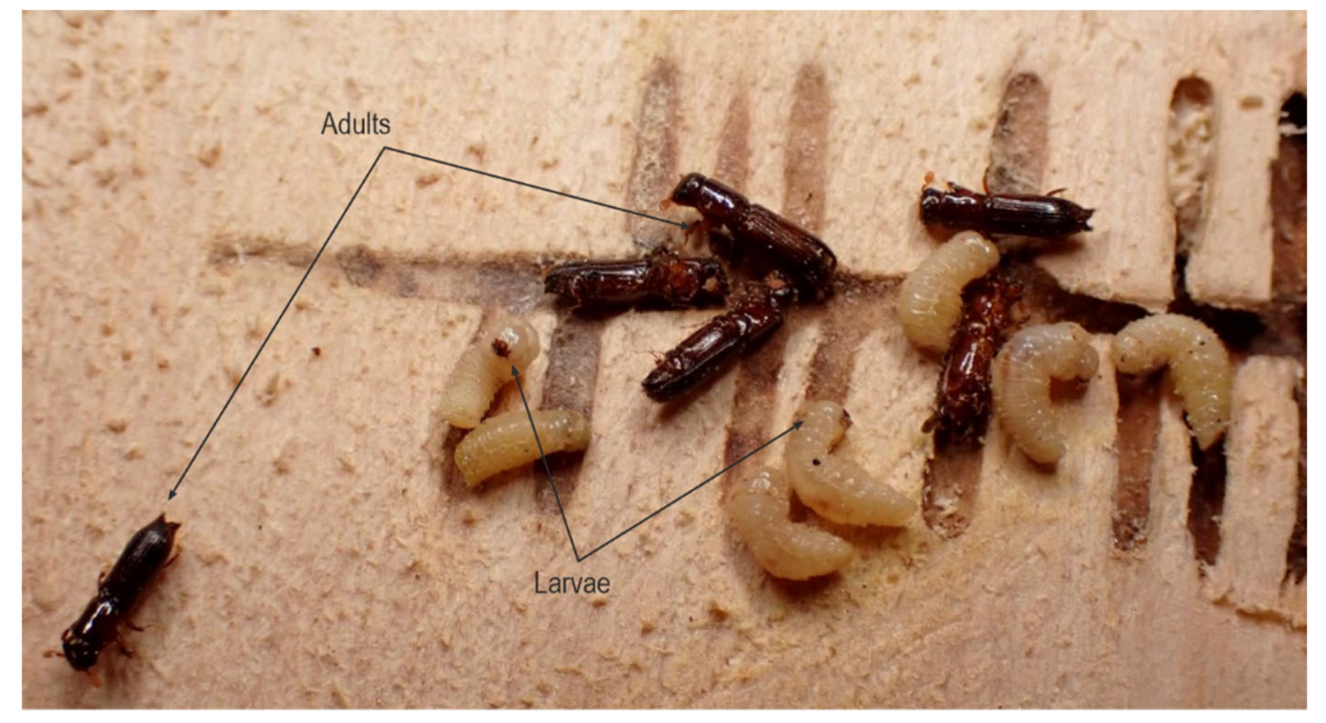 Forests 13 00580 g008