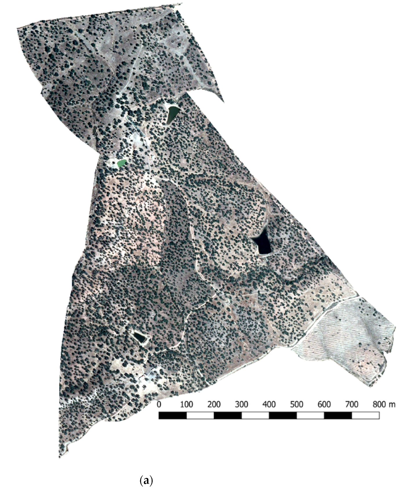 Forests 13 00581 g014a