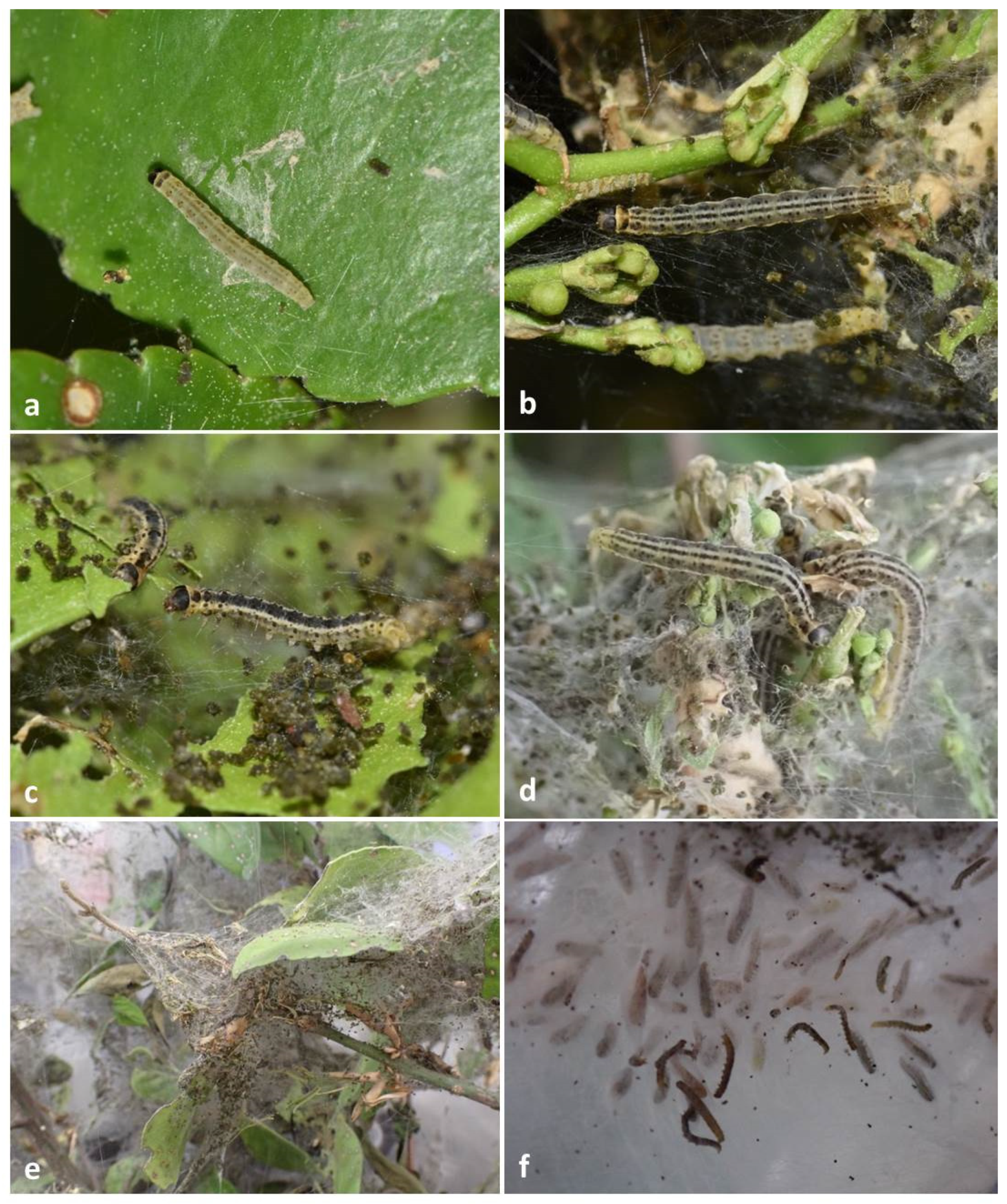 Forests 13 00585 g001