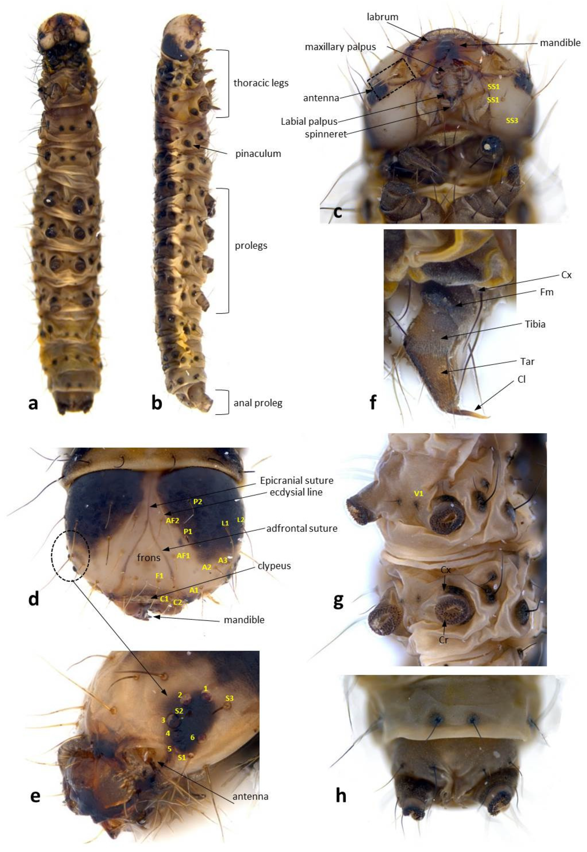 Forests 13 00585 g002