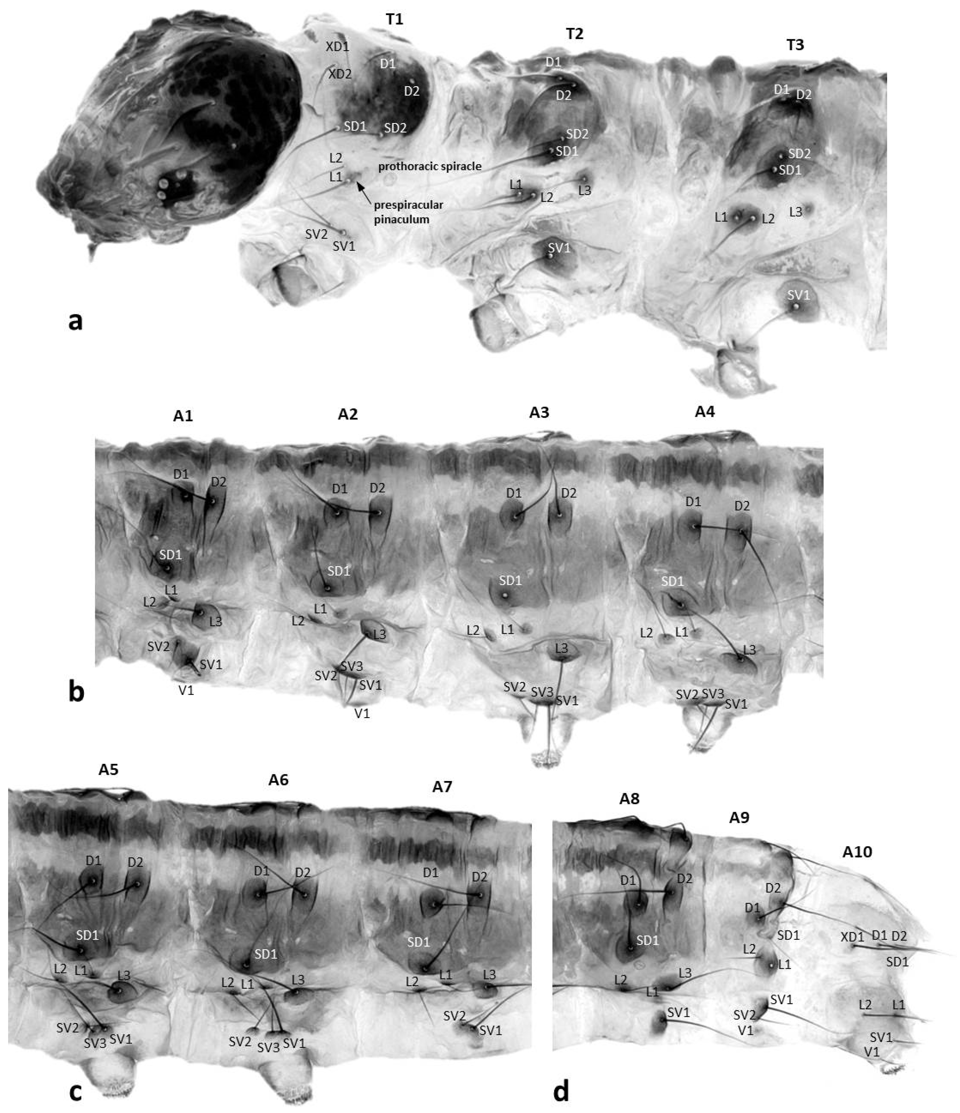 Forests 13 00585 g003