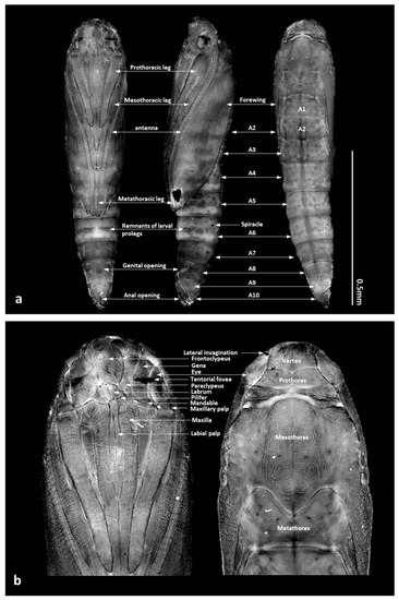 Forests 13 00585 g004 550