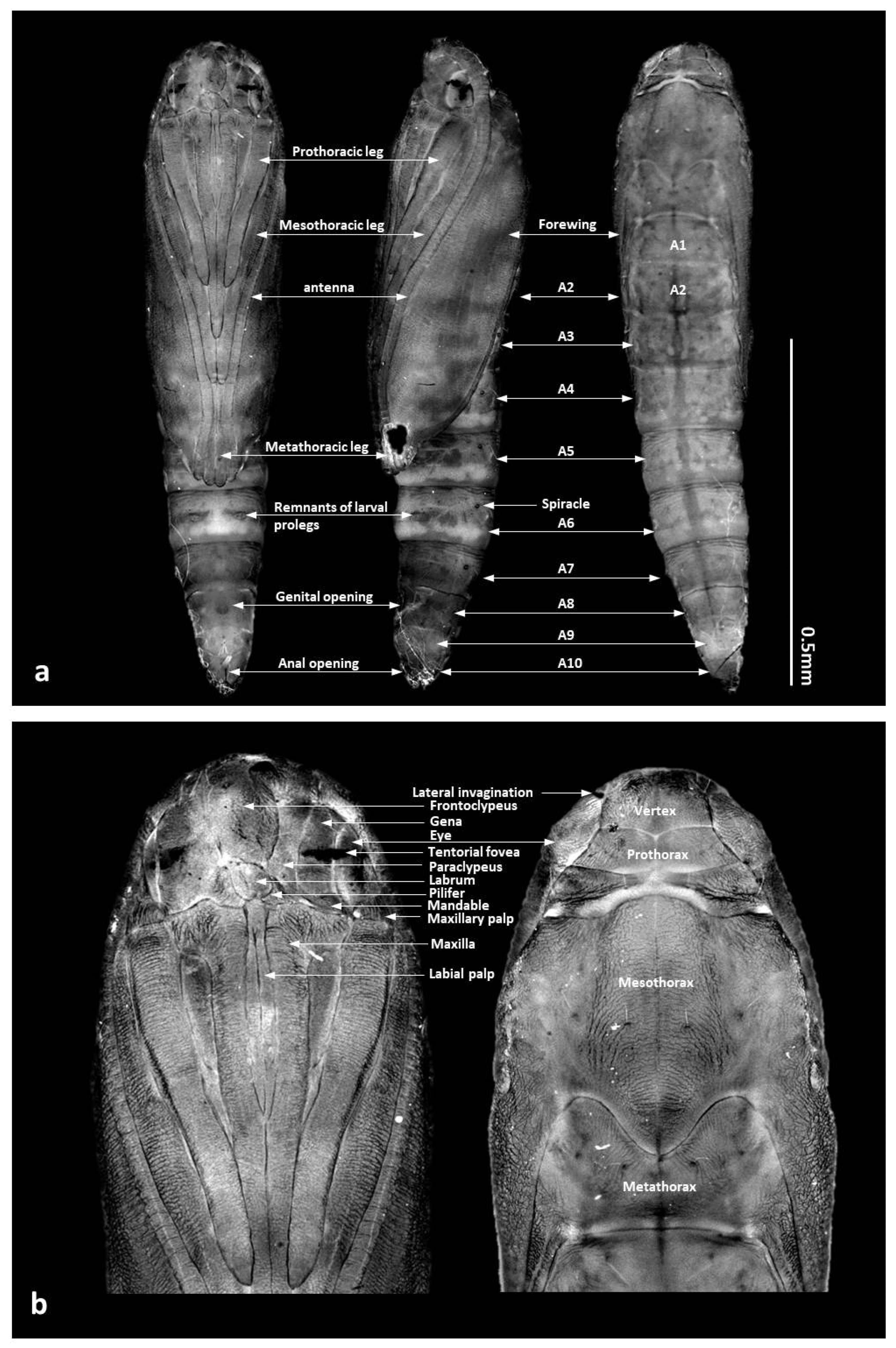 Forests 13 00585 g004