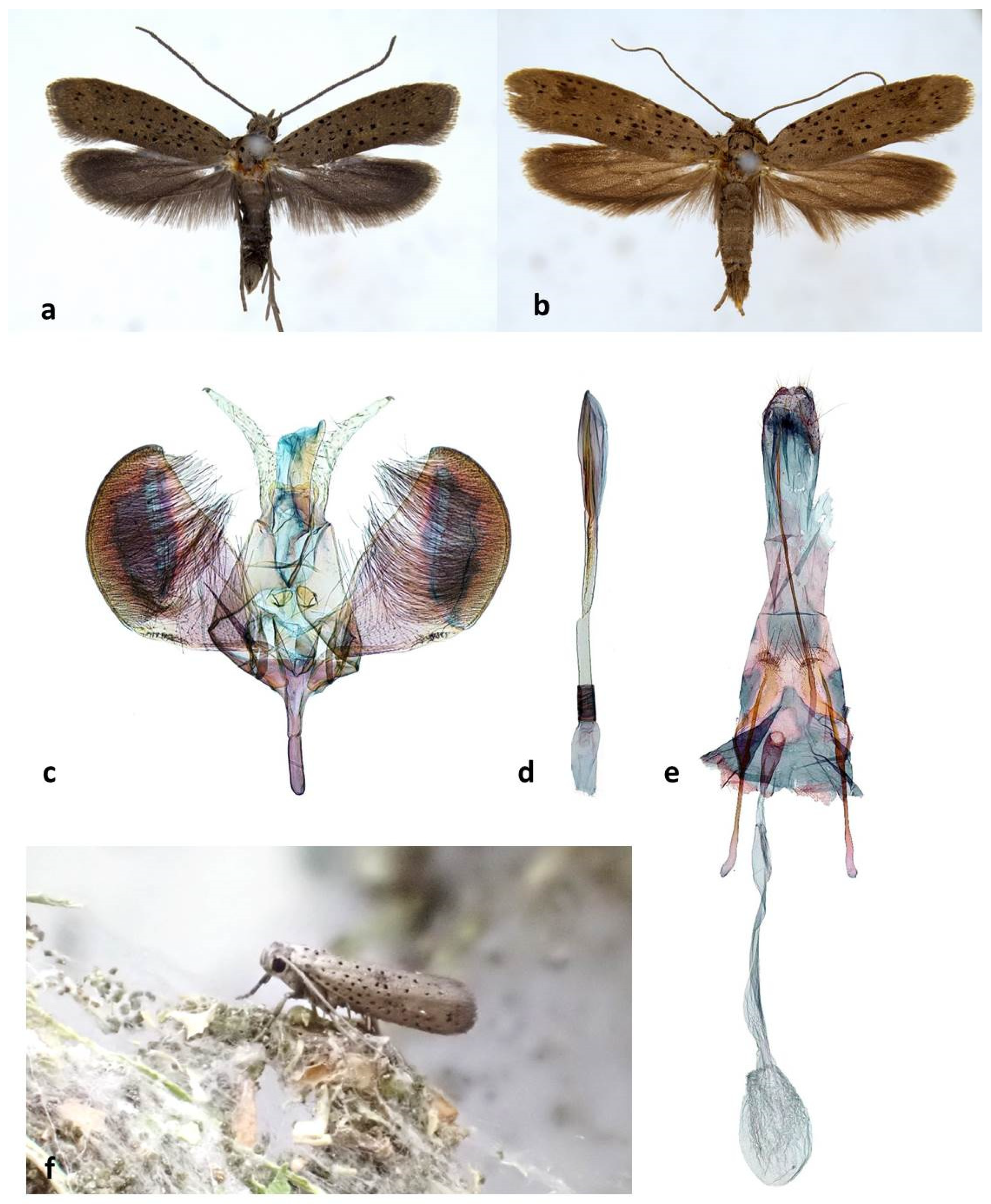 Forests 13 00585 g005