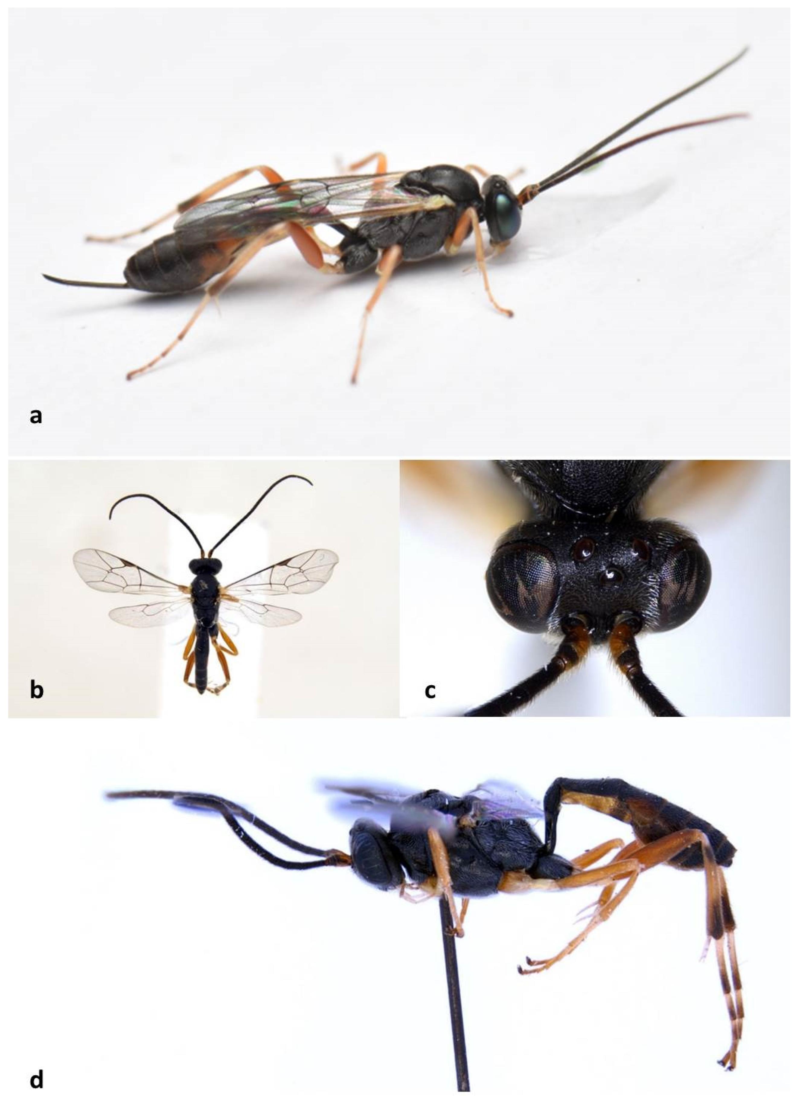 Forests 13 00585 g006