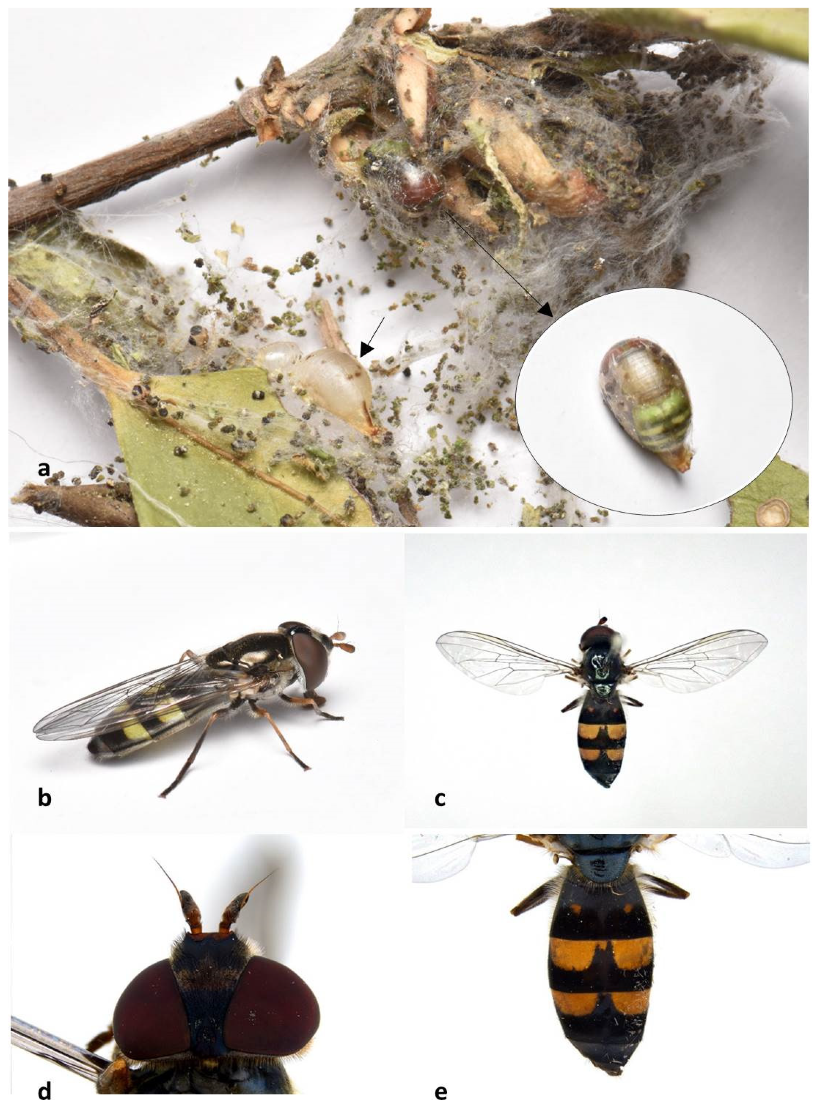 Forests 13 00585 g007