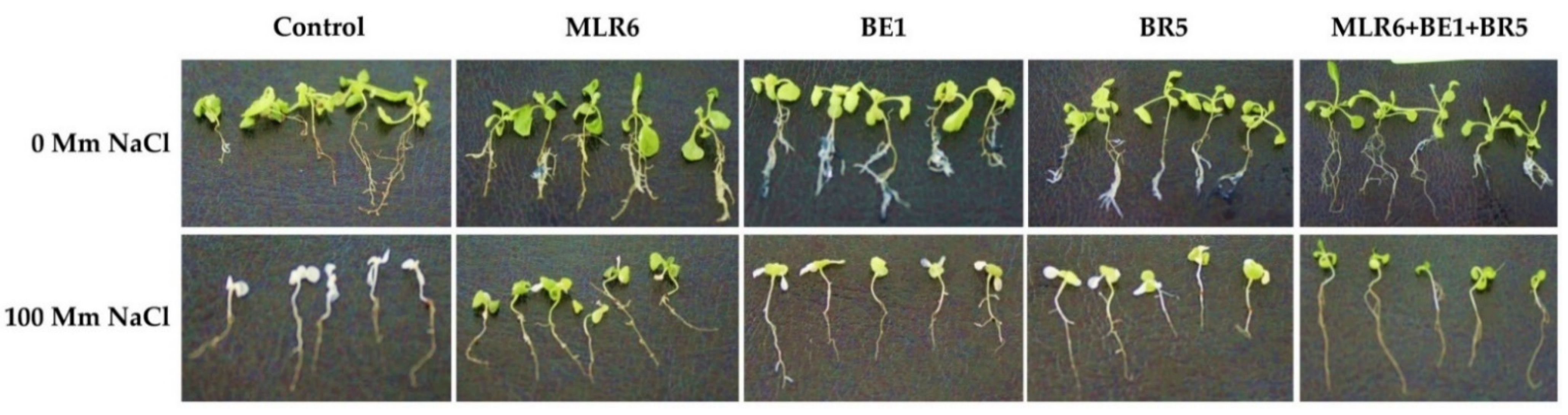 Forests 13 00586 g008