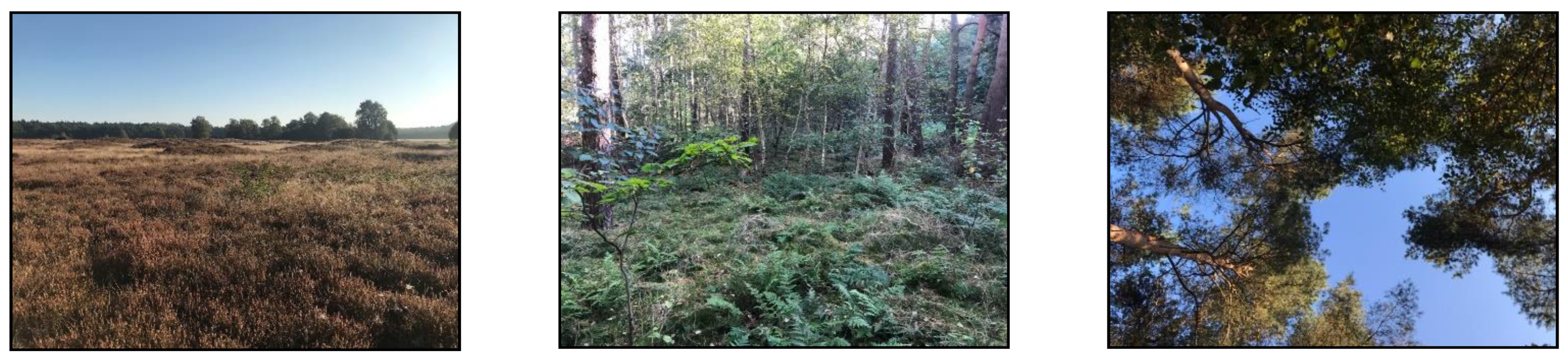 Forests 13 00605 g002