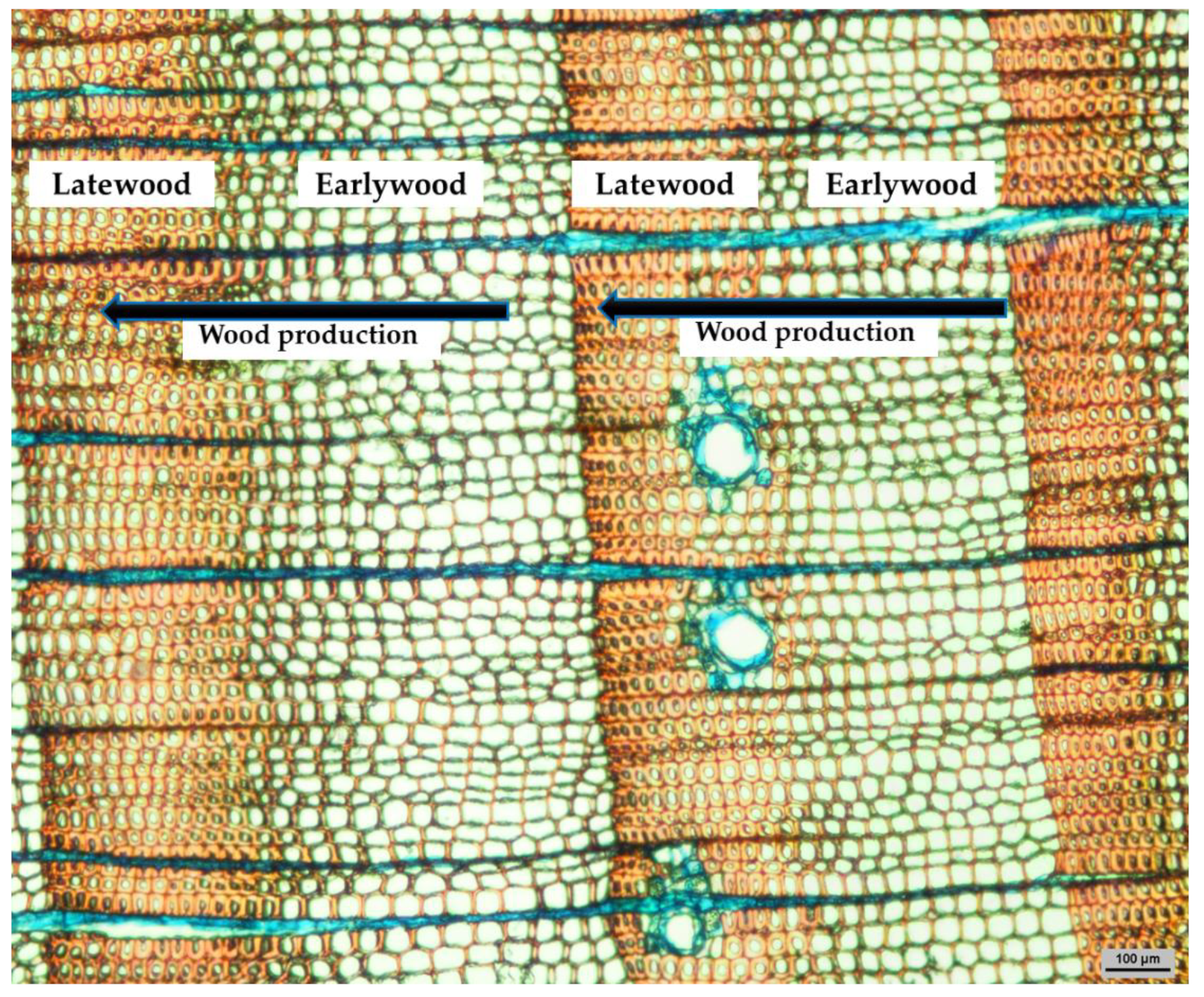 Forests 13 00608 g001 Forests 13 00608 g001