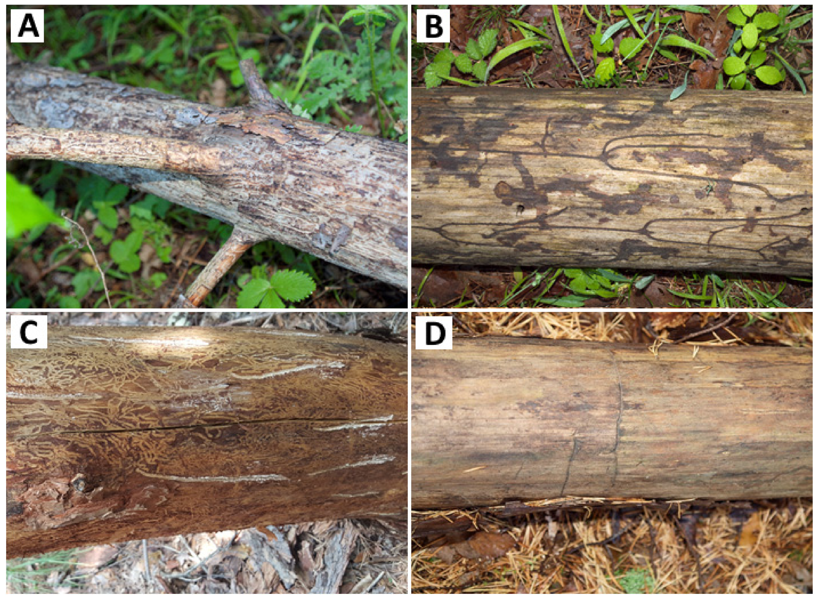 Forests 13 00620 g009
