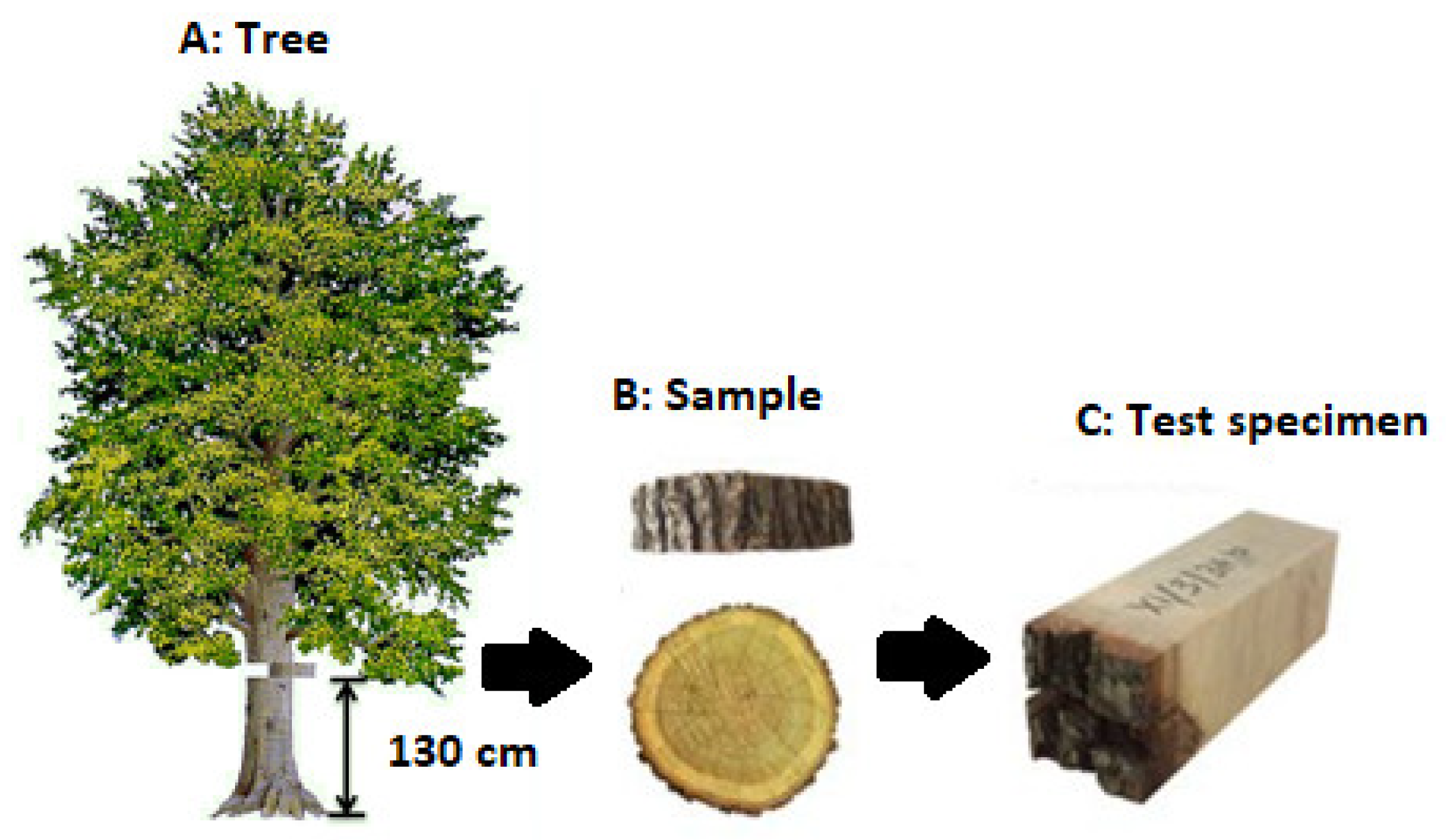 Forests 13 00637 g002