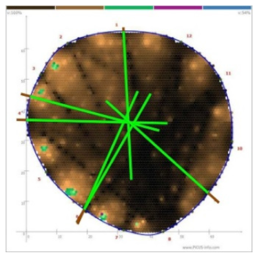 Forests 13 00638 i017