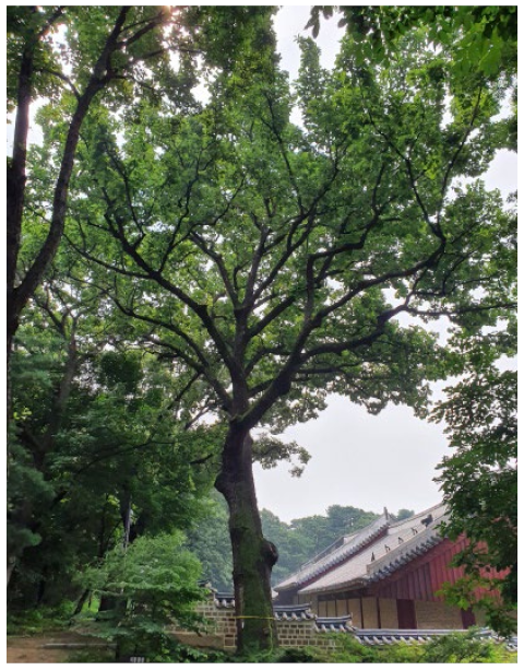 Forests 13 00638 i037