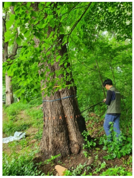 Forests 13 00638 i039