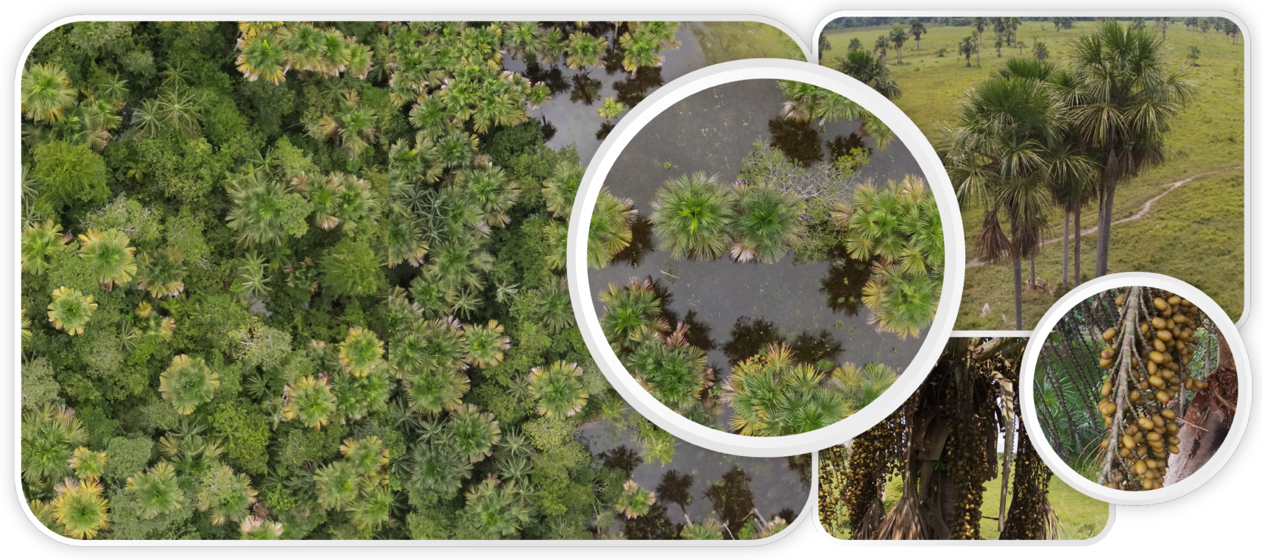 Forests 13 00655 g001