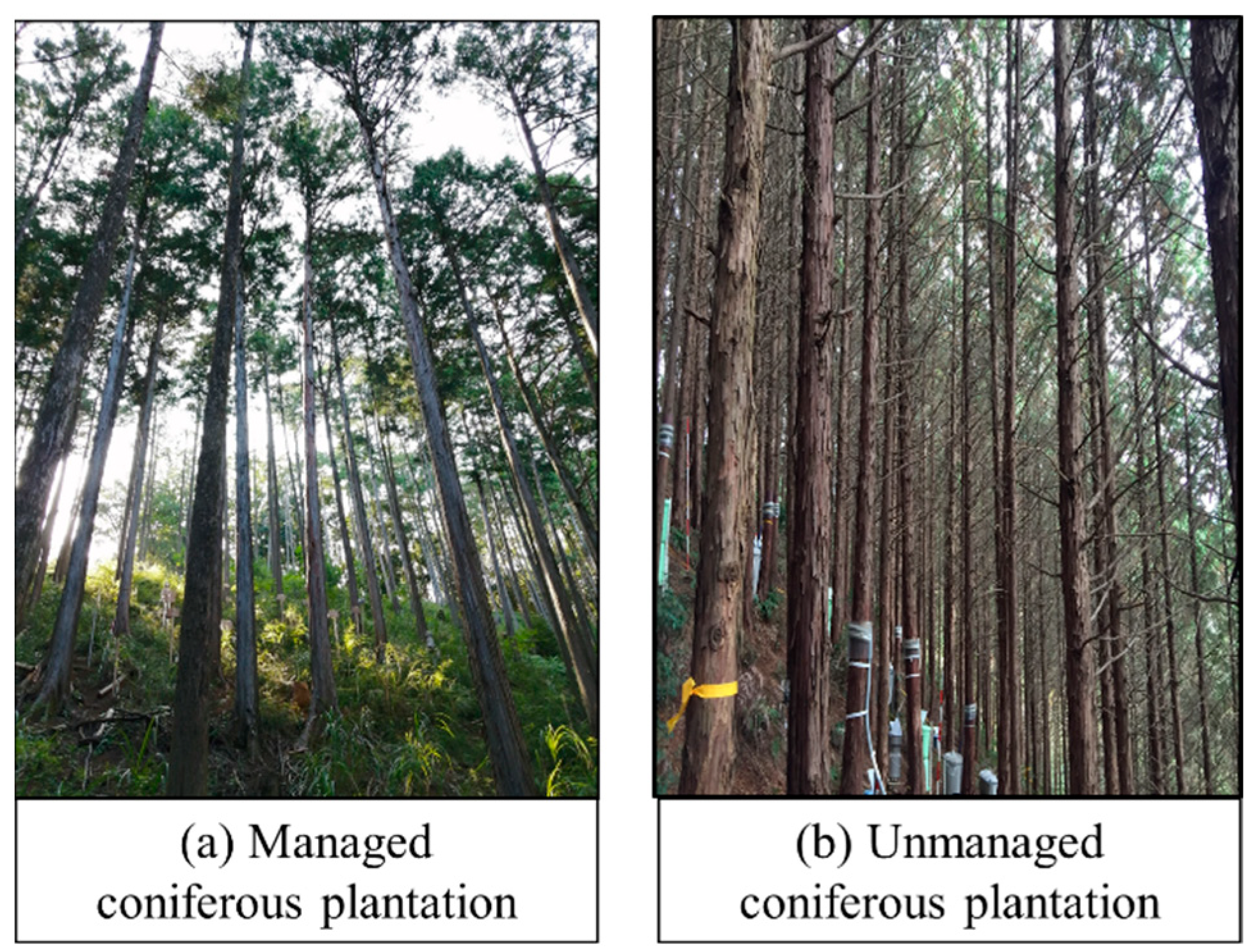 Forests 13 00657 g001