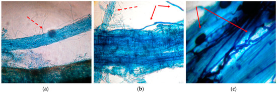 Forests 13 00658 g0a2