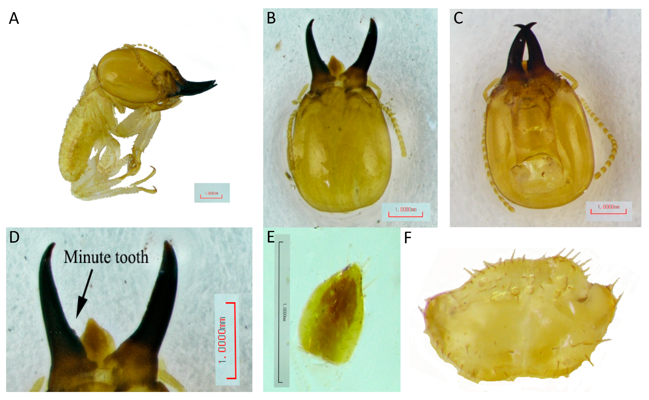 Forests 13 00674 g002
