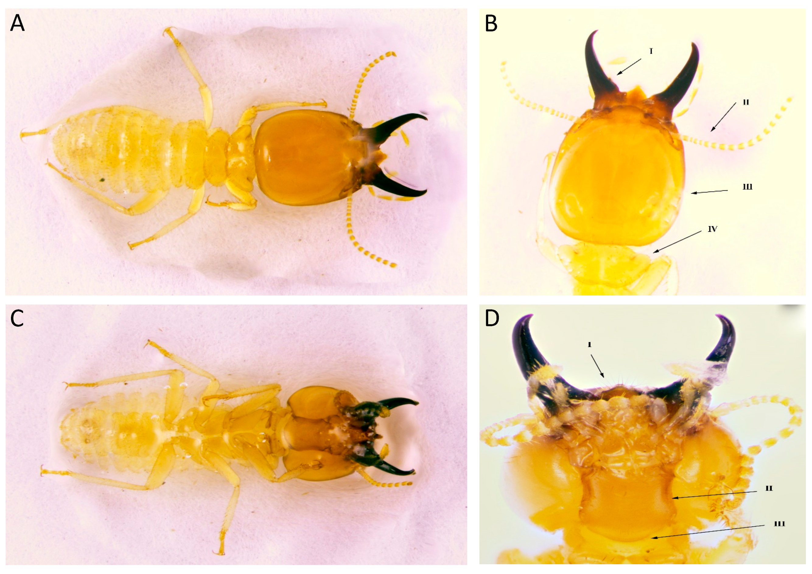 Forests 13 00674 g004