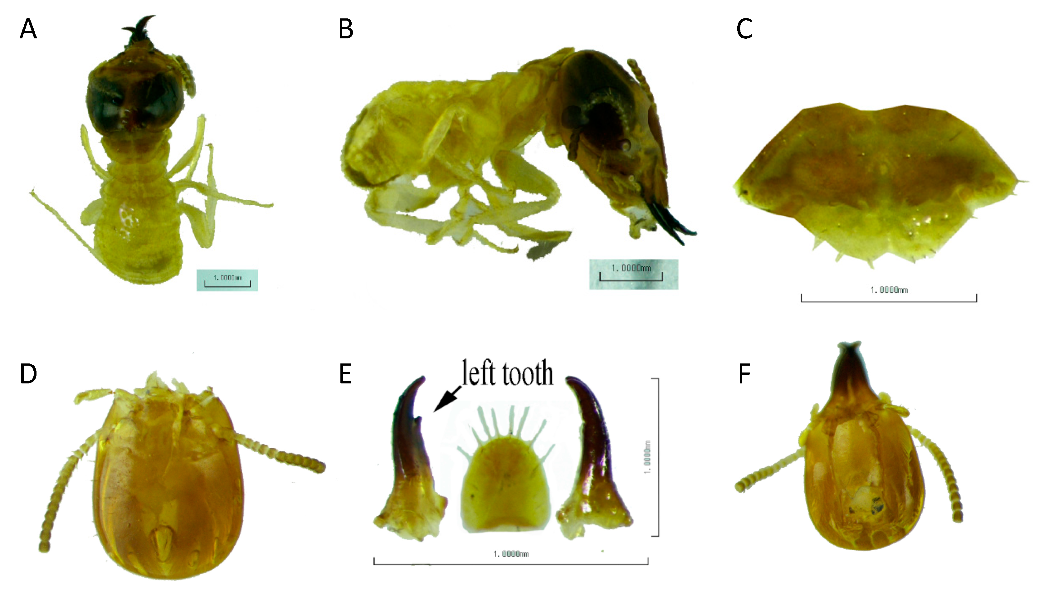 Forests 13 00674 g005