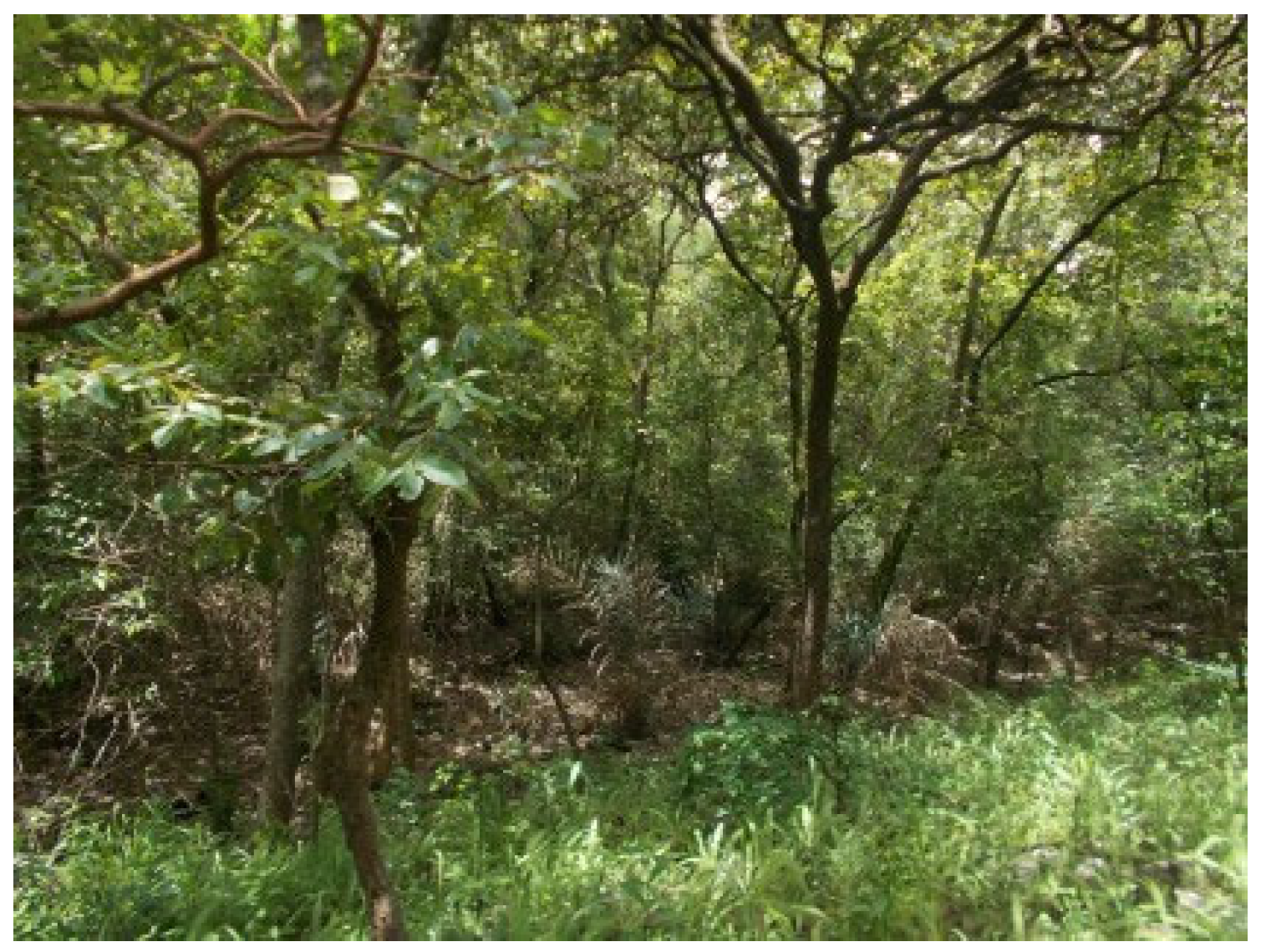 Forests 13 00698 g020