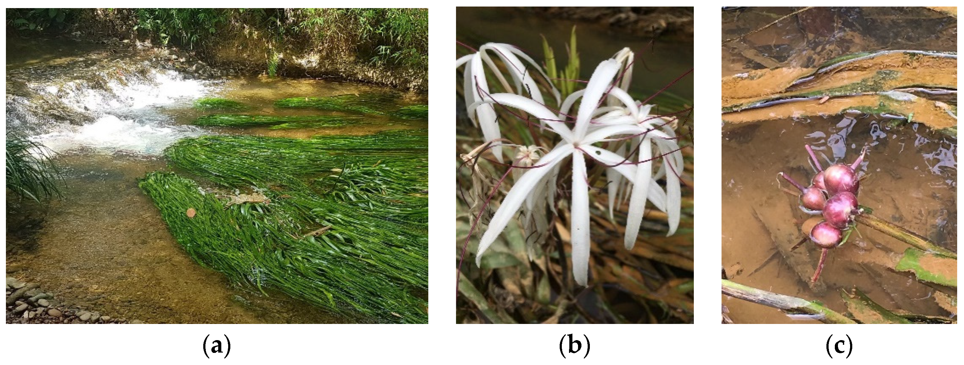 Forests 13 00706 g001