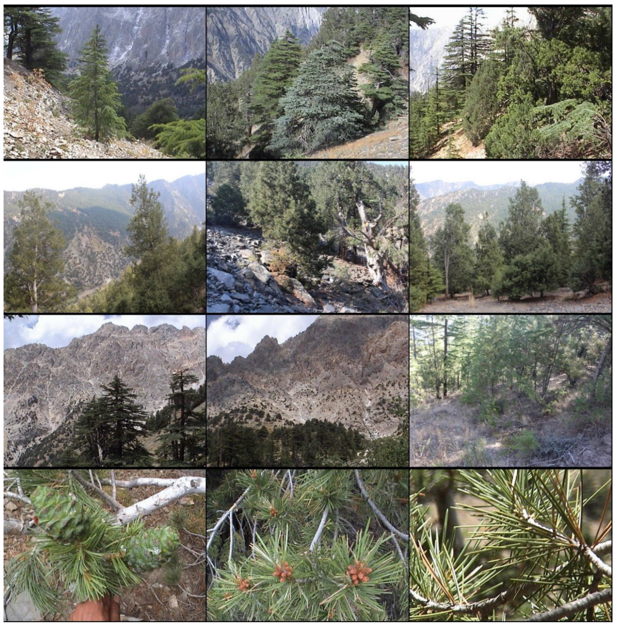 Forests 13 00715 g001