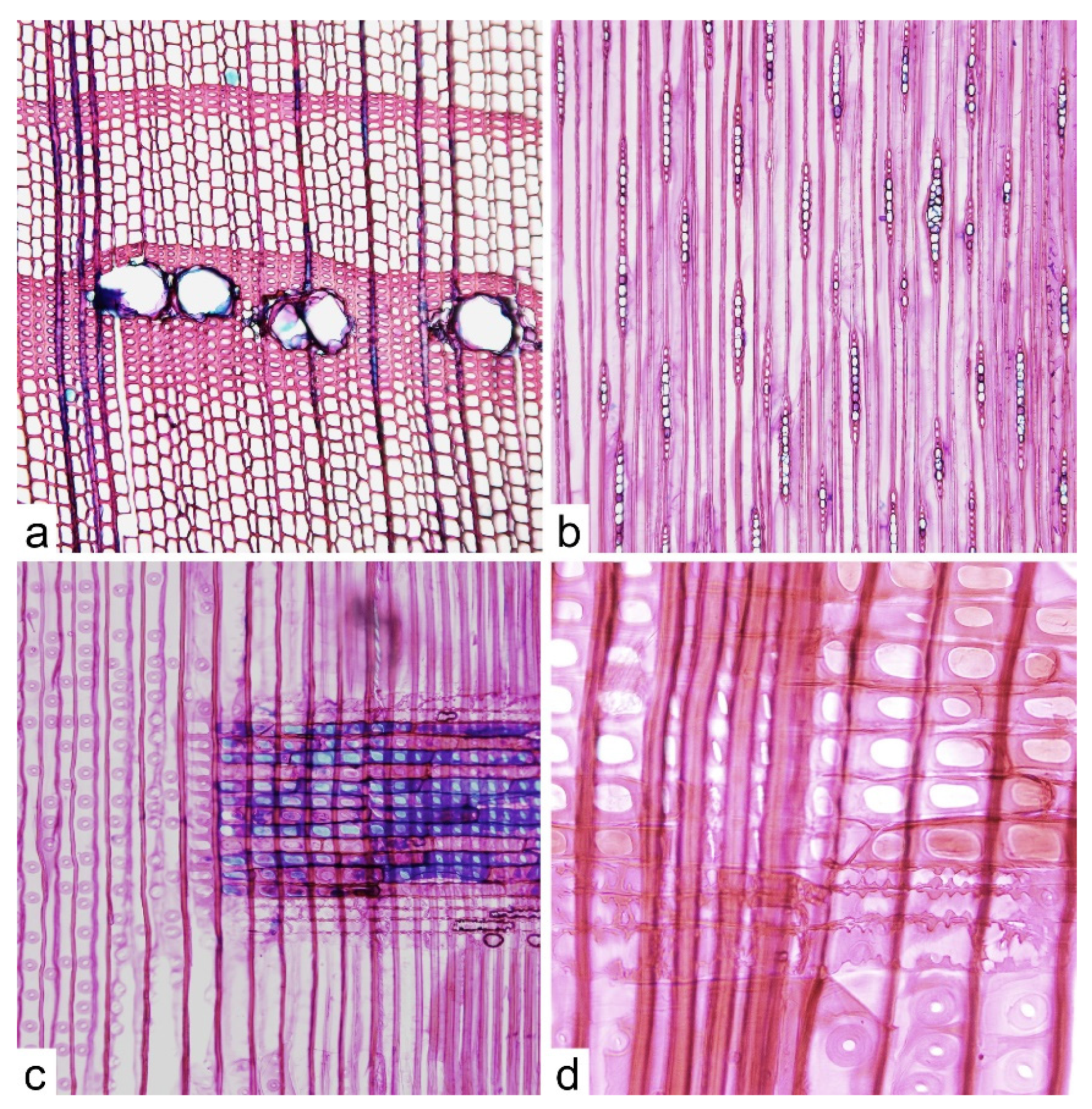 Forests 13 00719 g005