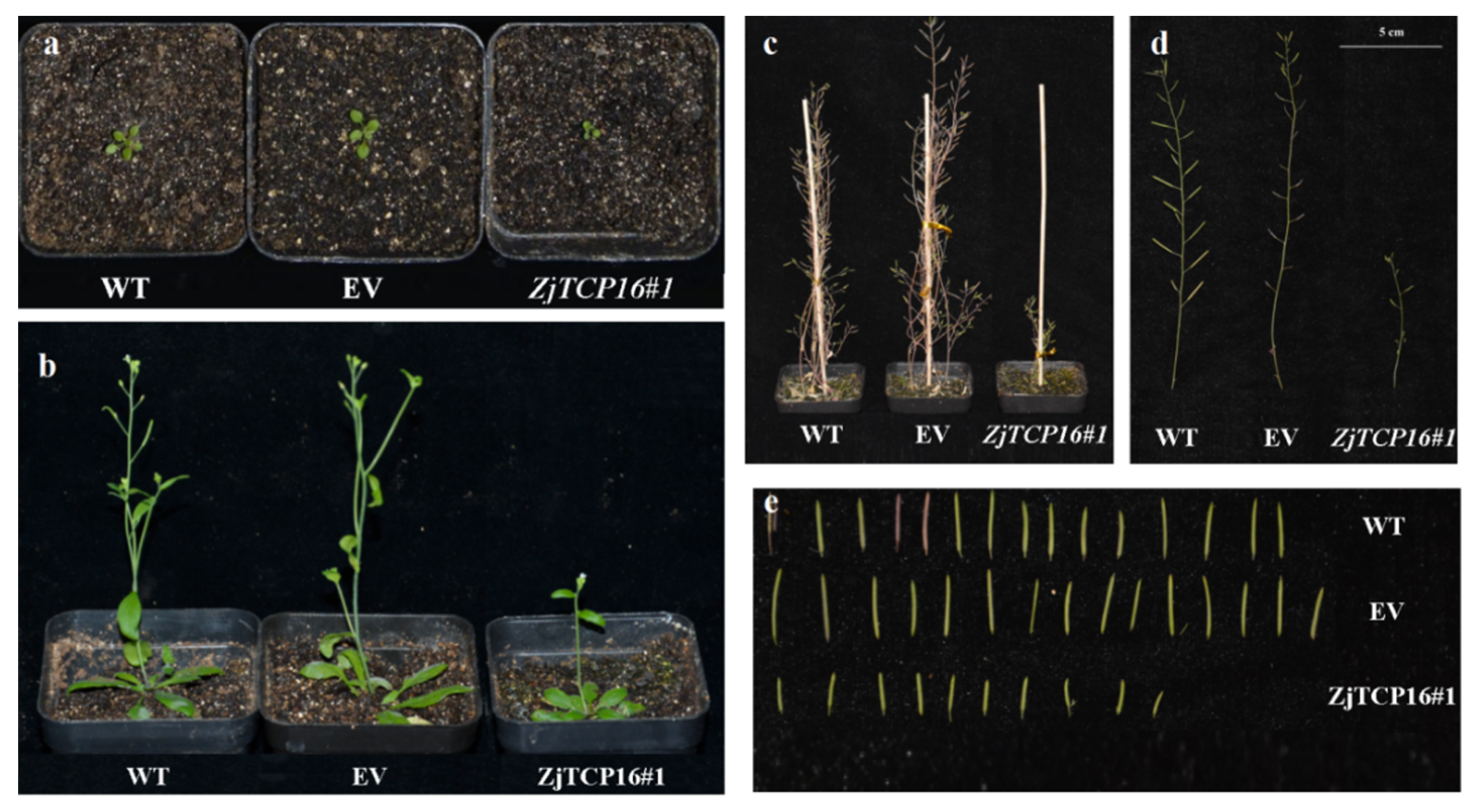 Forests 13 00723 g003