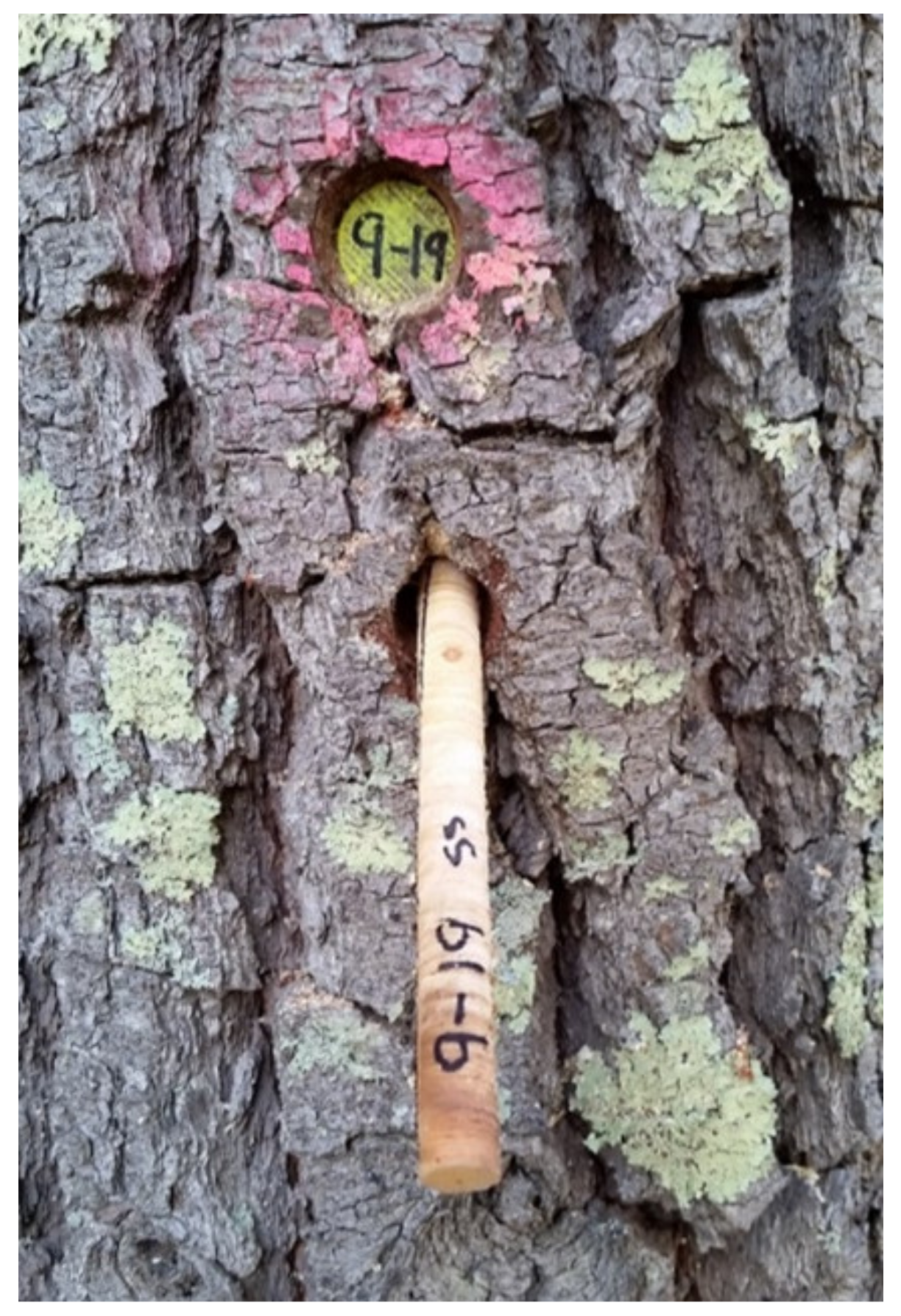 Forests 13 00751 g002