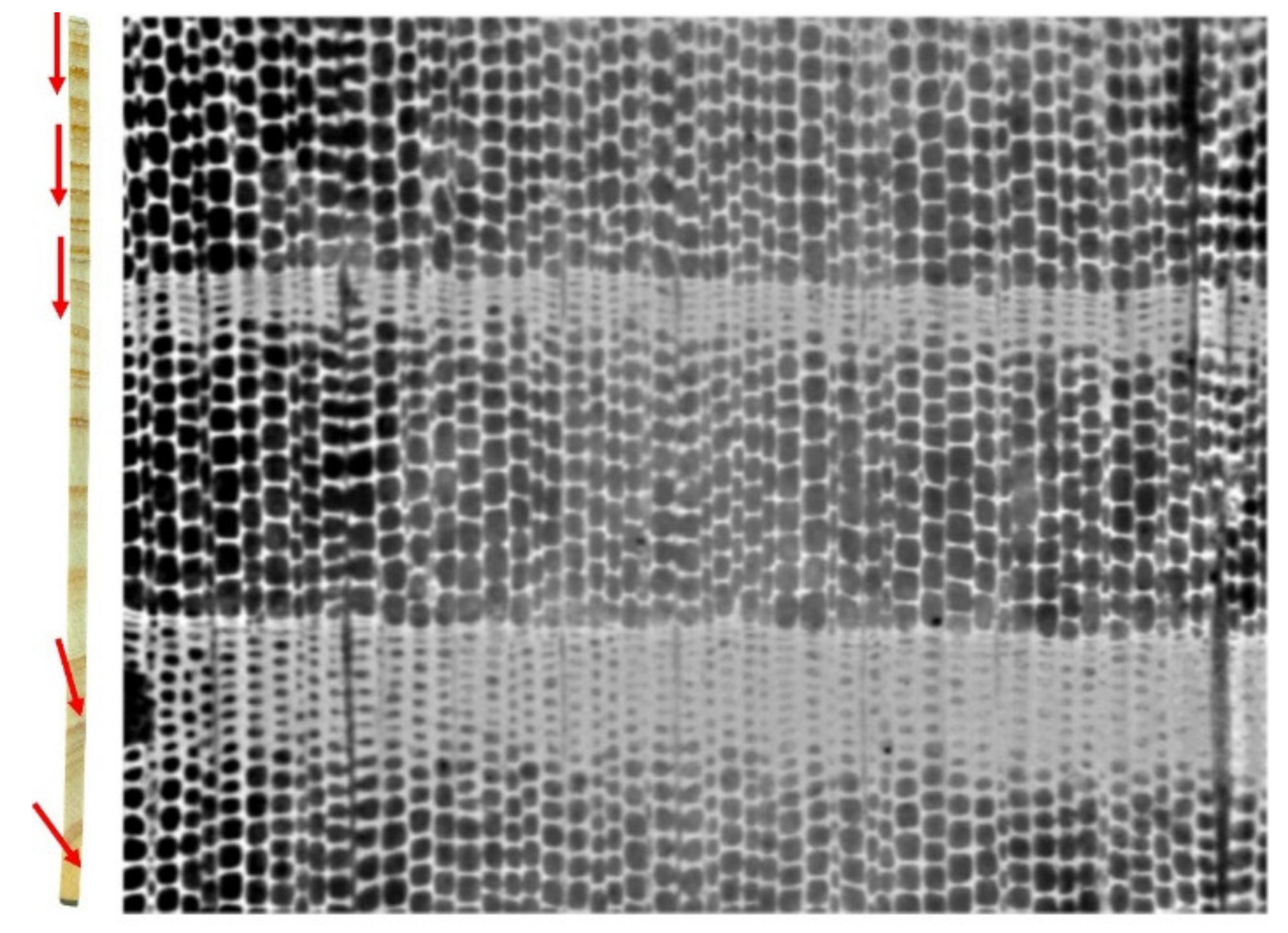 Forests 13 00751 g004