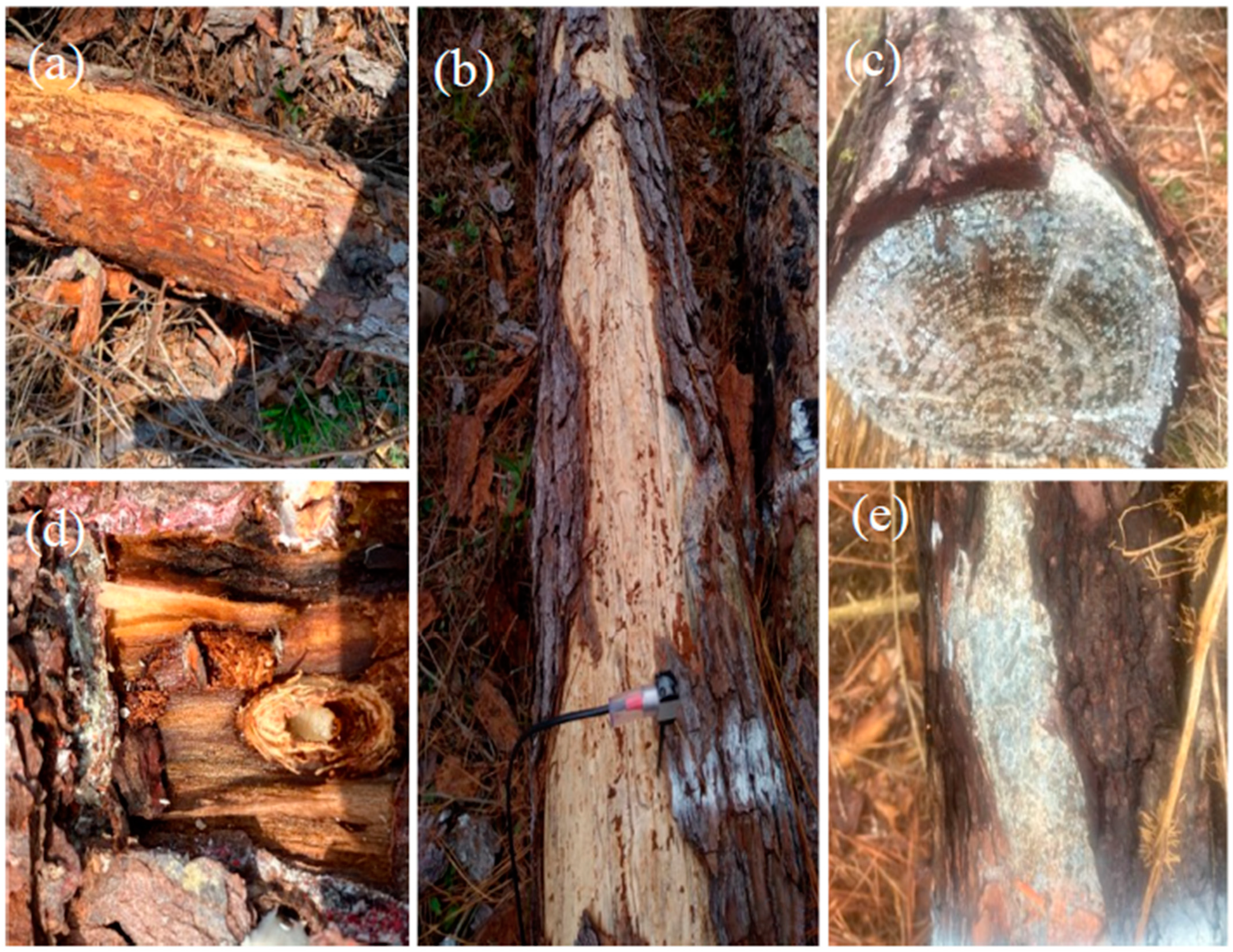 Forests 13 00752 g006