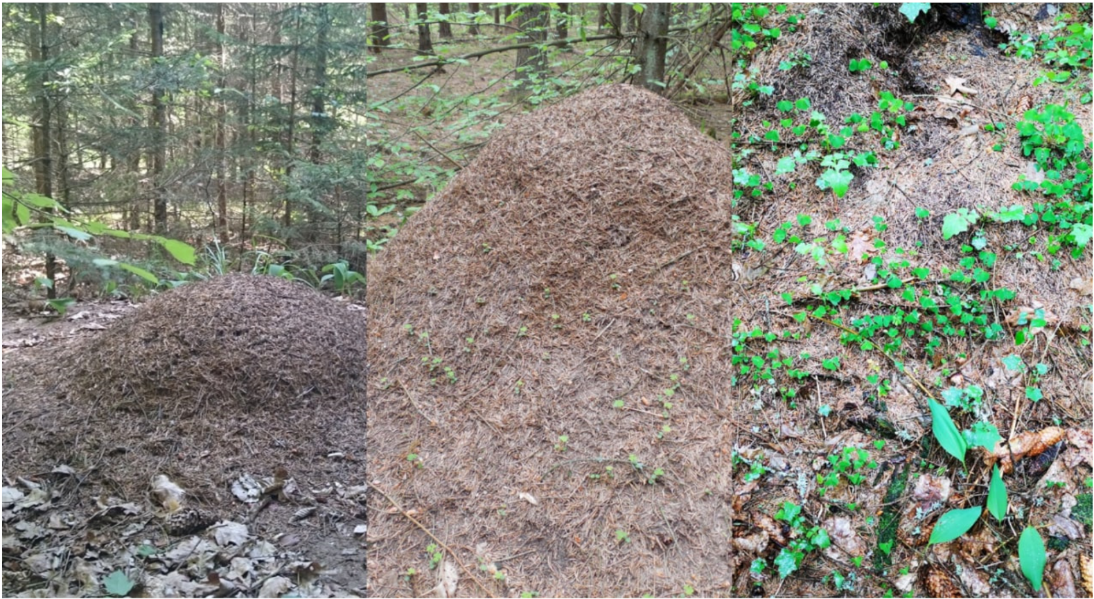 Forests 13 00764 g001