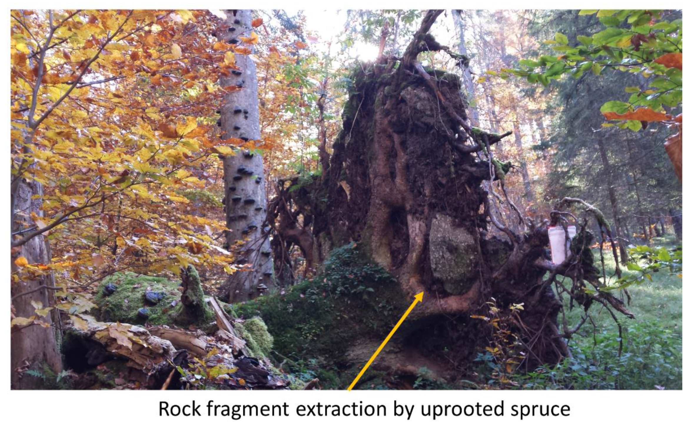 Forests 13 00769 g004