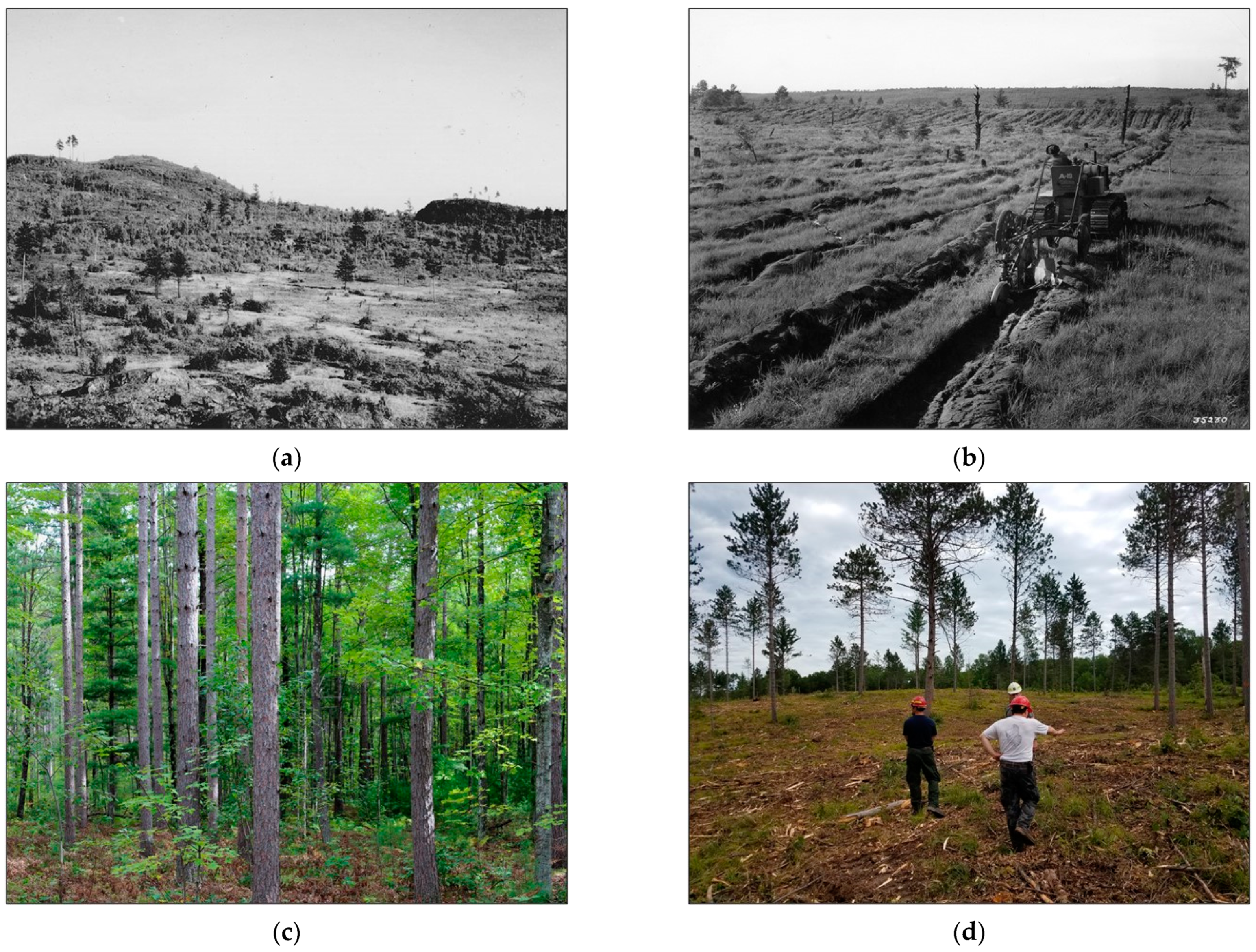 Forests 13 00770 g002