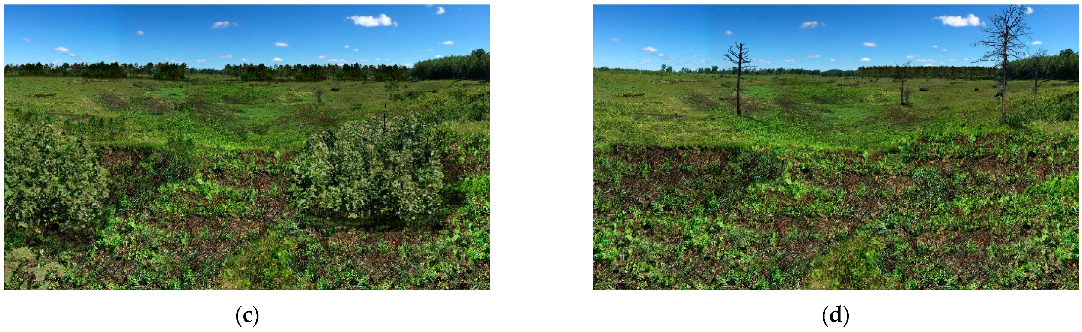 Forests 13 00770 g004b